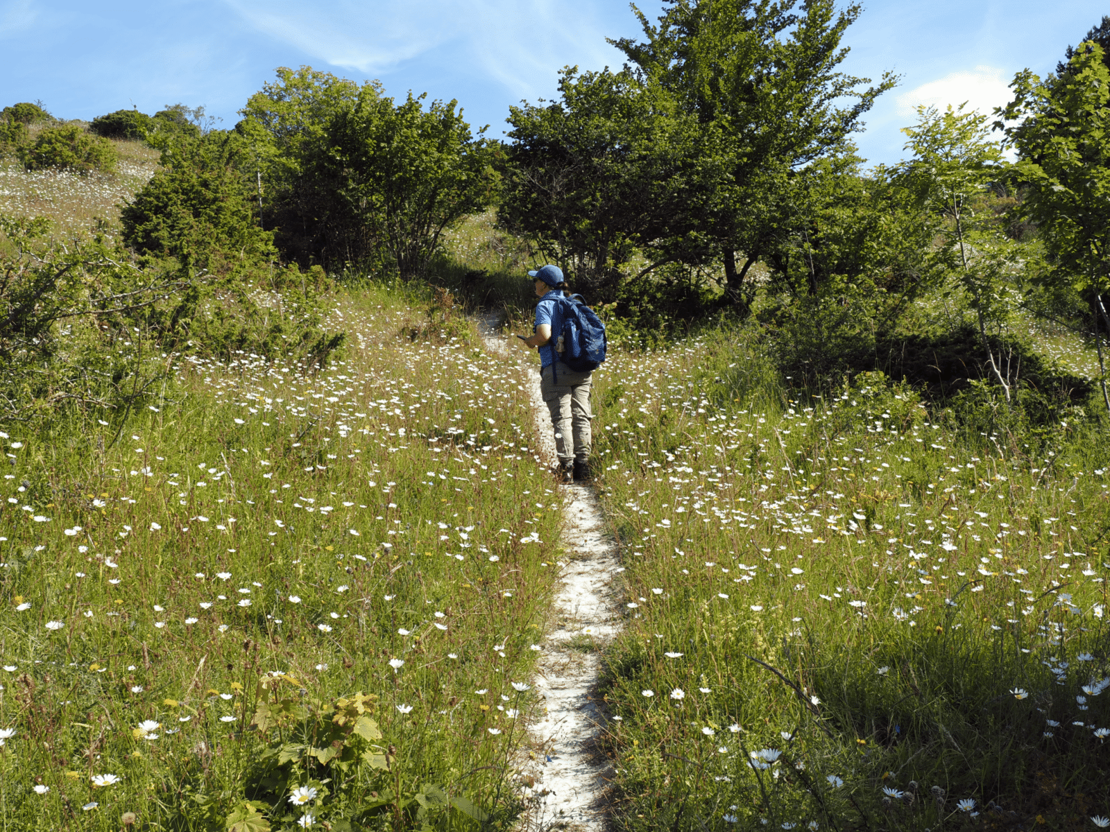 Sarah undertaking timed counts of Large Blues. Like most Large Blues on Høvblege this female (inset) has few spots on the upperwings. (c) David Simcox & Sarah Meredith, RES Conservation Science Team