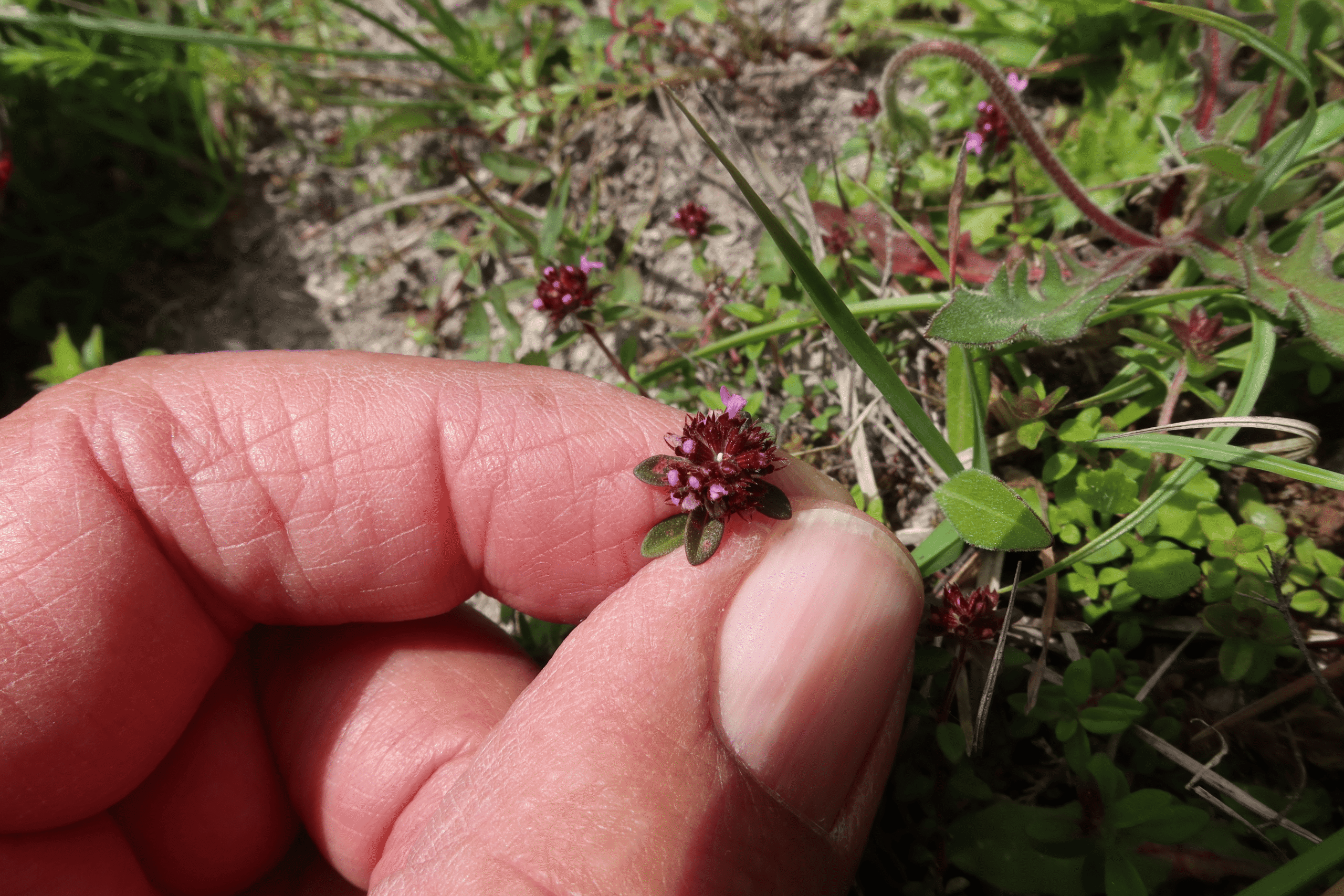 Large Blue eggs laid on Thyme on Høvblege. The pale blue eggs are relatively easy to see in the field. (c) David Simcox & Sarah Meredith, RES Conservation Science Team