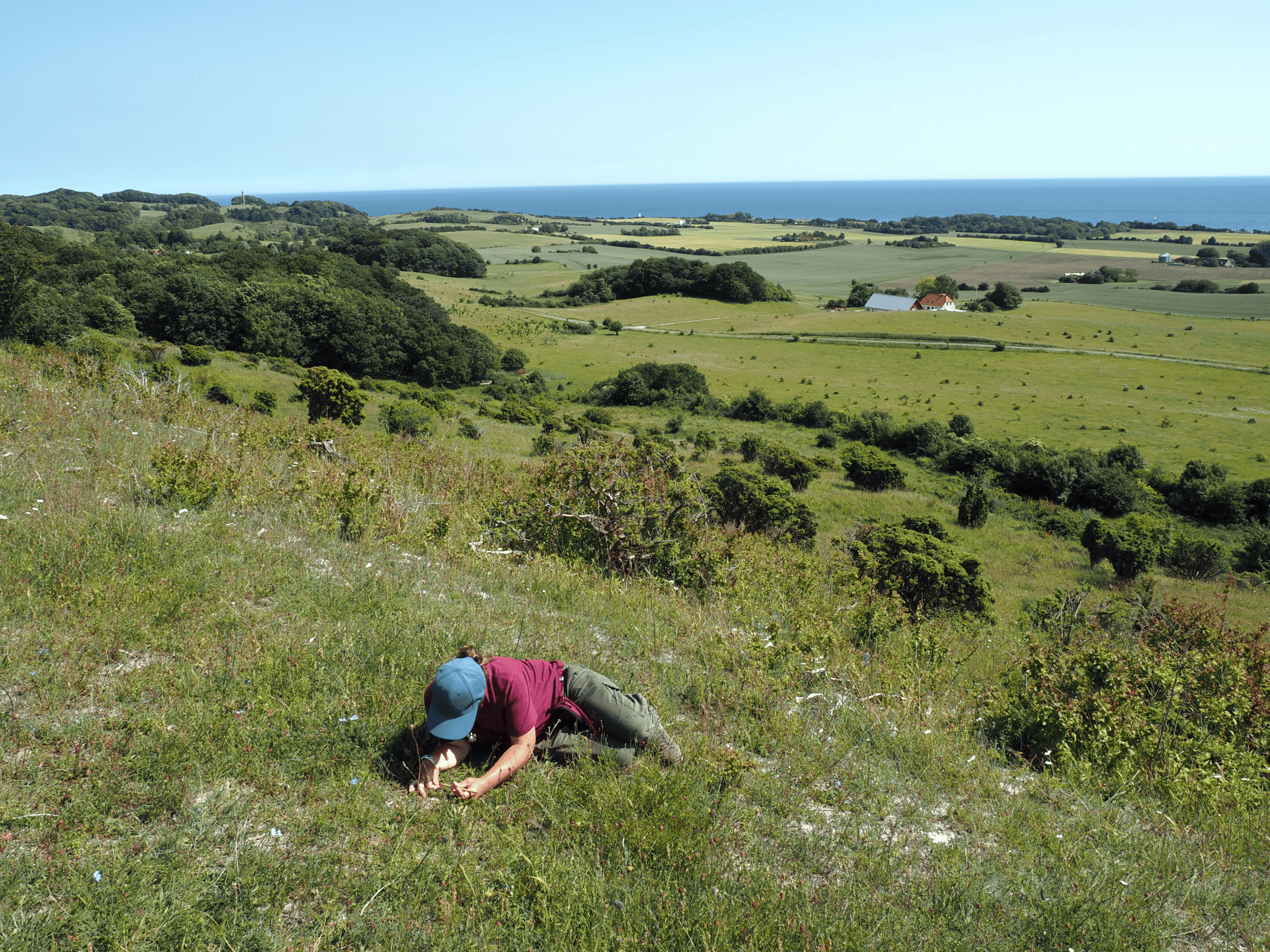 Sarah searching for Large Blue eggs laid on Thyme on Høvblege. The pale blue eggs are relatively easy to see in the field. (c) David Simcox & Sarah Meredith, RES Conservation Science Team