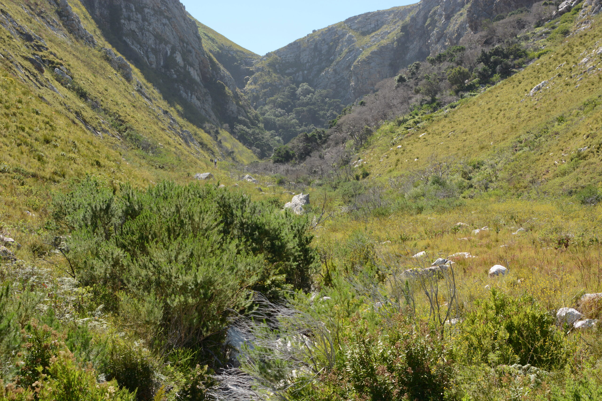 Figure 2. The rugged Kogelberg Biosphere Reserve, extremely rich in plant and insect diversity. Credit: Michael Samways.