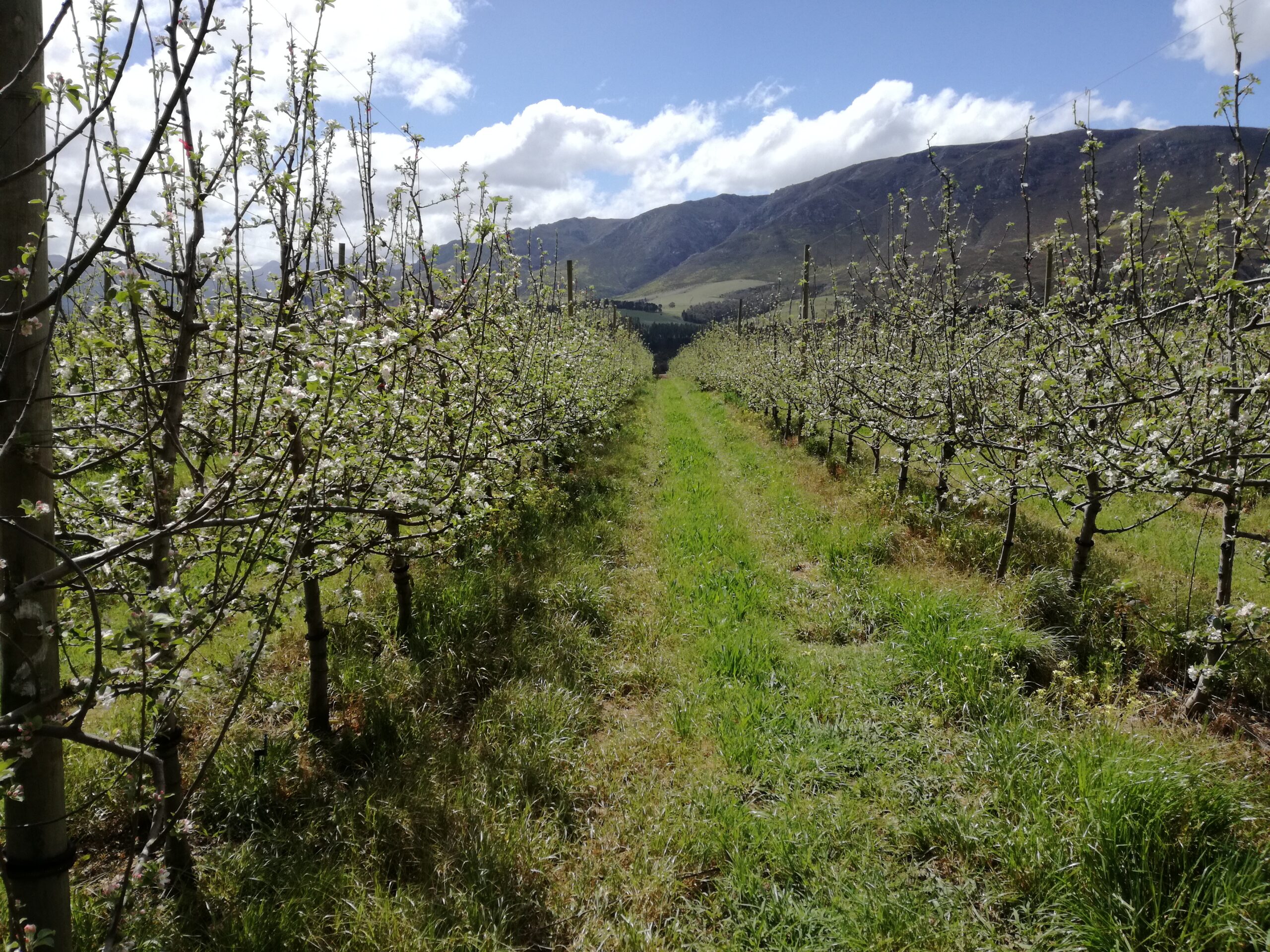 Figure 3. An apple orchard with weedy interrow strips nestled among the mountains in the Kogelberg Biosphere Reserve. Credit: Peter Steward.