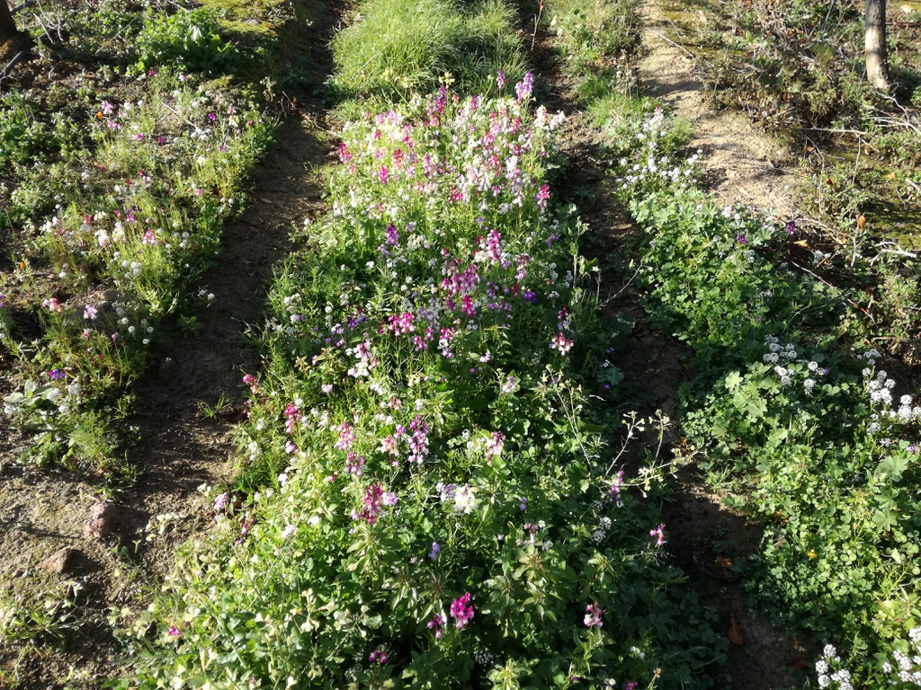 Figure 5. Experimental single flower strip (Lobularia maritima) (top) and a diverse flower strip (bottom). Credit: Peter Steward
