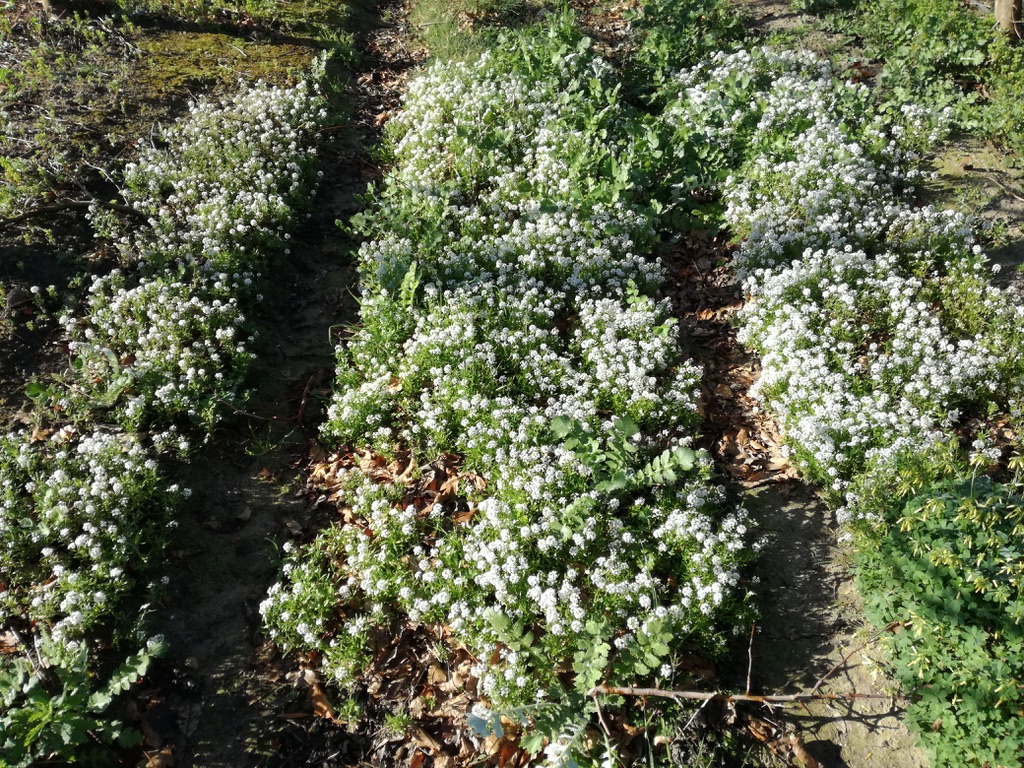 Figure 5. Experimental single flower strip (Lobularia maritima) (top) and a diverse flower strip (bottom). Credit: Peter Steward