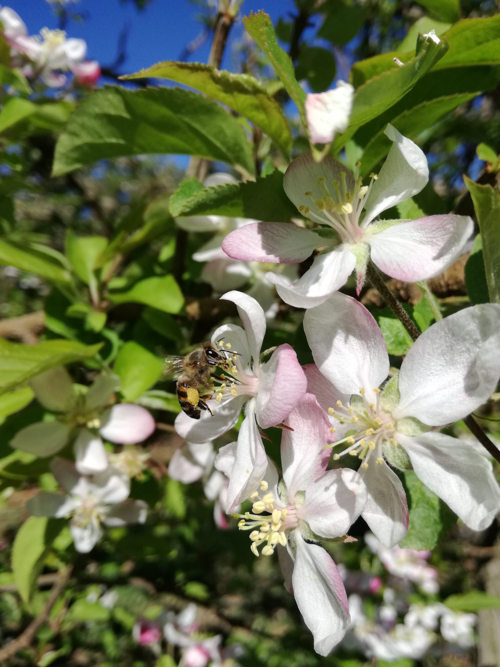 Figure 6. An indigenous Apis mellifera capensis pollinator visiting apple flowers. Credit: Peter Steward.