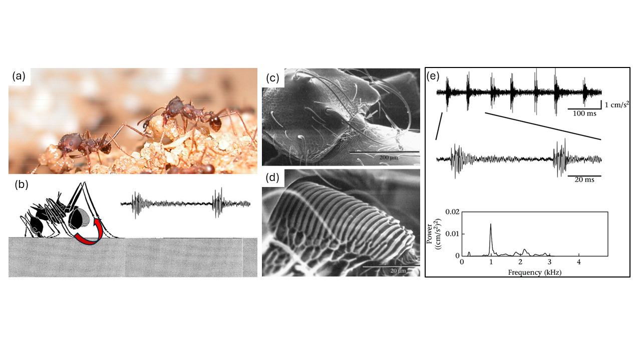 Figure 1. Digging behaviour and stridulation in leaf-cutting ants. (a) Workers of Atta vollenweideri carrying soil pellets during nest
excavation. Photo: Oliver Geissler. (b) Gaster movements (indicated by arrow) produce stridulation signal. Drawing: Malu
Obermeyer. (c, d) Stridulation organ of an Atta cephalotes worker (note scale bars). SEM images: Flavio Roces. (a)-(d) are
reproduced (slightly modified) with permission from Sendova-Franks (2012). (e) Above: measured acceleration values over time.
The calibration bar (acceleration in cm s-2) is valid for both plots. Recordings were filtered below 500 Hz. Below: power spectrum of
the signal illustrated above. Reproduced with permission from Pielstrom et al. (2012).
