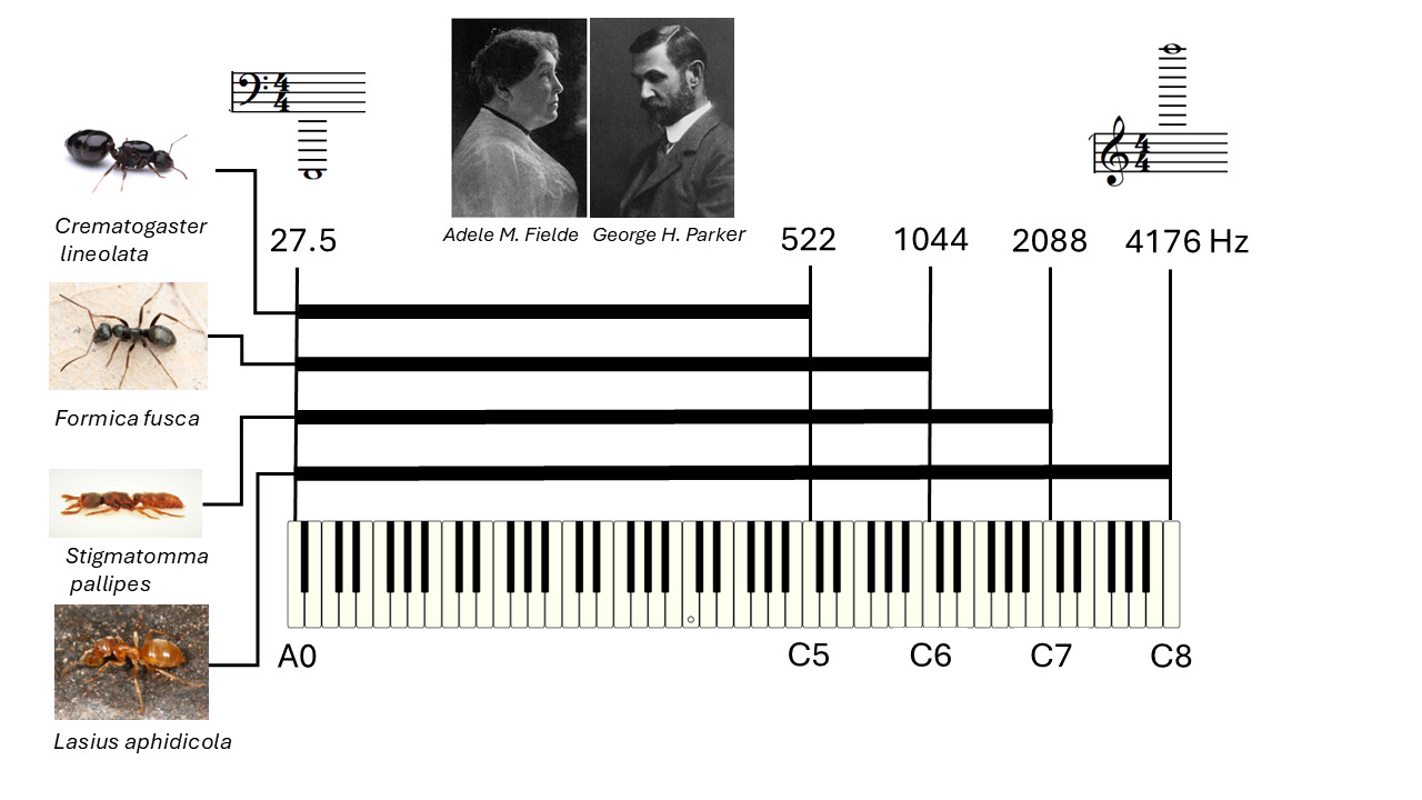 Figure 2. Fielde and Parker’s musical experiment. Various species of ant (just four of those tested are shown here) were tested to determine their reactions to a range of substrate vibration frequencies (designated in Hz). The substrate vibrations were produced by striking the key of a piano (as shown here) by bowing a violin or blowing a whistle. The ants were contained in an experimental arena that was physically connected to the musical instrument. The range of frequencies that caused a behavioural reaction is shown for each species by a broad black horizontal line. The insects did not react at all to the same sounds if they were not physically connected to the instrument. Images: Fielde: public domain image from Stevens, 1918; Parker: public domain image from http://ihm.nlm.nih.gov/images/B20665; Cremastogaster lineolata: image by Conor Cashman, CC BY; Formica fusca: image by Marie Lou Legrand, CC BY-NC; Stigmatomma pallipes: image by Nick Bédard, CC0 1.0 Universal; Lasius aphidicola: image by Tom Murray, CC BY-ND-NC
