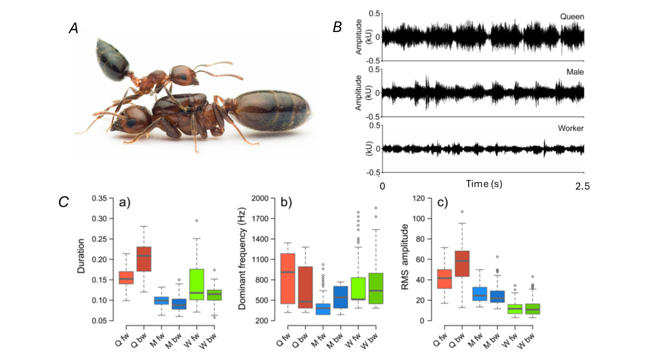 Figure 3. Caste-specific vibrational signalling in the ant Crematogaster scutellaris. Panel A: images of Worker and Queen. Photos by Michael Kukla, CC BY-SA 4.0. Panel B: Examples of oscillograms of substrate-borne vibratory signals during restraining experiments – note that different castes produce signals with distinct characteristics. Panel C: (a) chirp duration, (b) chirp dominant frequency (Hz), and (c) Root Mean Squared (RMS) amplitude of substrate-borne vibrations produced by stridulation. Qfw: queens’ forward chirp; Qbw: queens’ backward chirp; Mfw: males’ forward chirp; Mbw: males’ backward chirp; Wfw: workers’ forward chirp; Wbw: workers’ backward chirp. B and C are slightly modified from Masoni et al. (2021), CC BY 4.0.