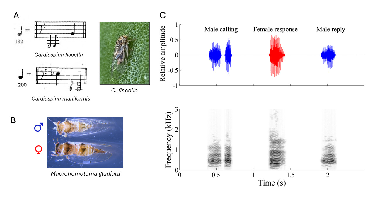 Figure 4. Vibrational duetting in psyllids. Panel A: An attempt by Campbell (1964) to characterise the vibrational signals of two species of psyllid from New Zealand, Cardiaspina fiscella and C. maniformis, using musical notation. C. fiscella is shown (image by Joseph Knight, CC NC-BY). Panel B: Macrohomatoma gladiata, male and female adults. Photo by Janis N. Matsunaga, Department of Agriculture, State of Hawaii, USA. Panel C: Vibrational signals in duetting M. gladiata. From Liao et al. (2019). CC BY 4.0."