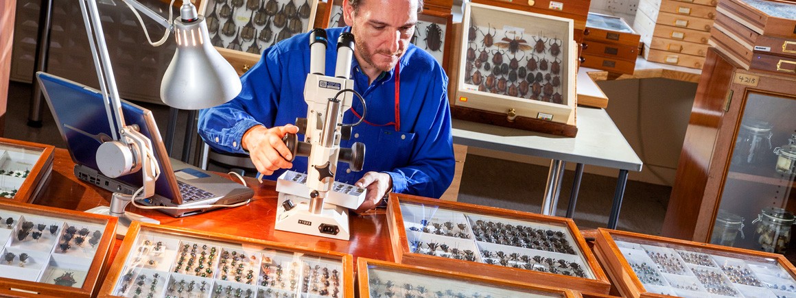 Max Barclay,  Natural History Museum Coleoptera collection manager and species identification specialist