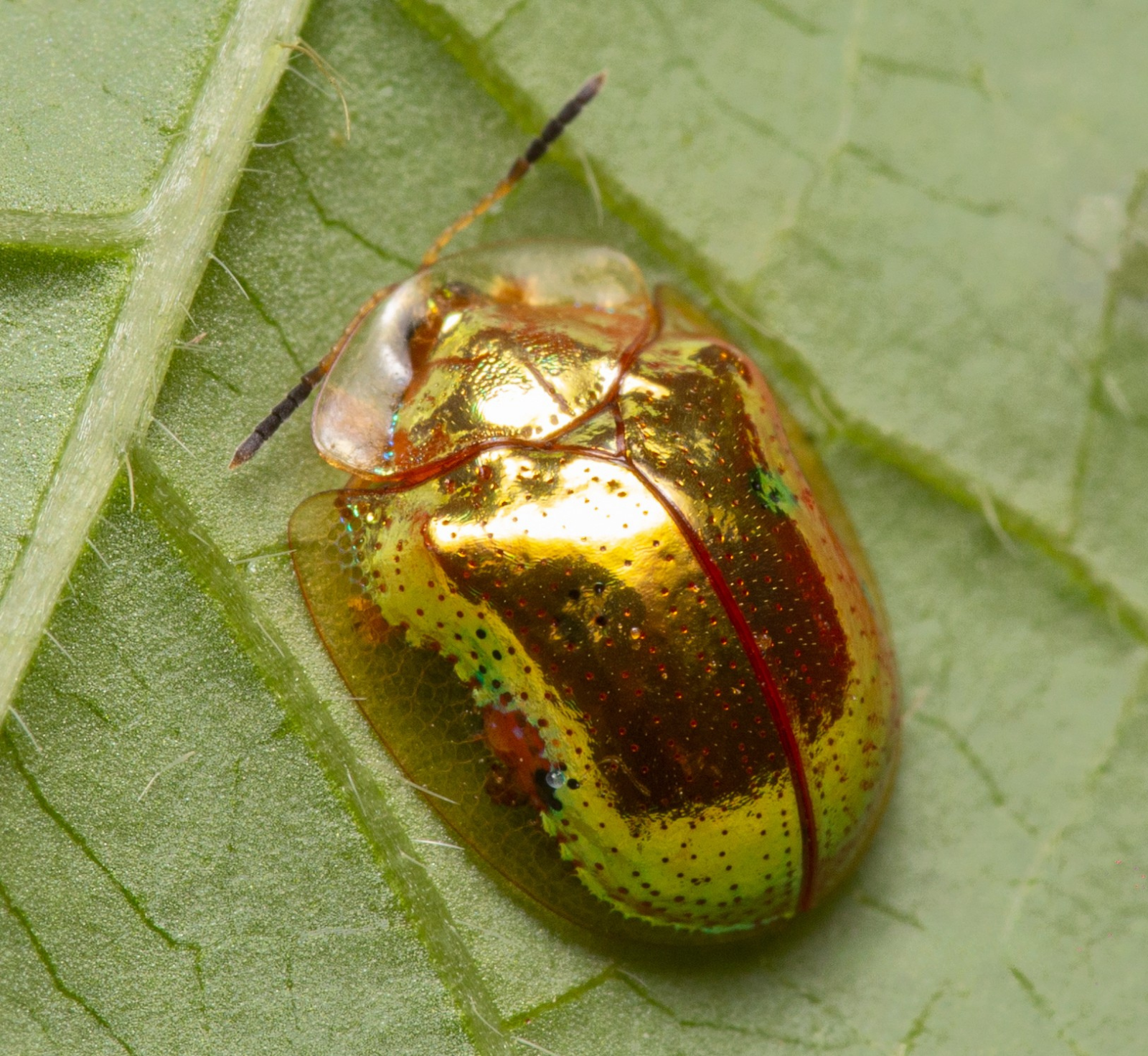 Golden Tortoise Beetle (Charidotella sexpunctata). Credit: Santiago Murillo Dasso, reproduced with permission.