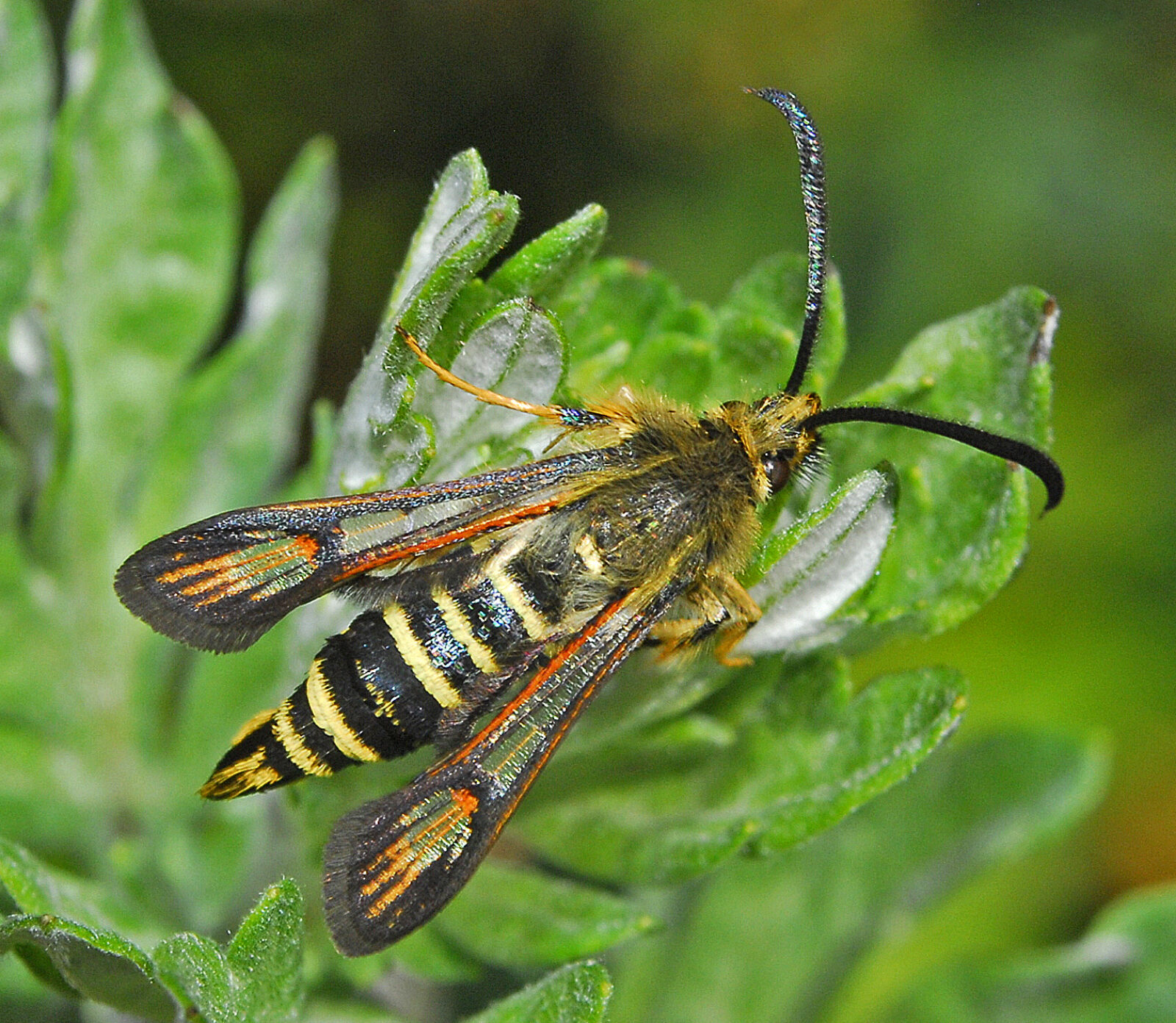 Six-belted Clearwing (Bembecia ichneumoniformis) male (La Thuile, Aosta, Italy) 2017 (c) Hectonichus (Wikipedia)
