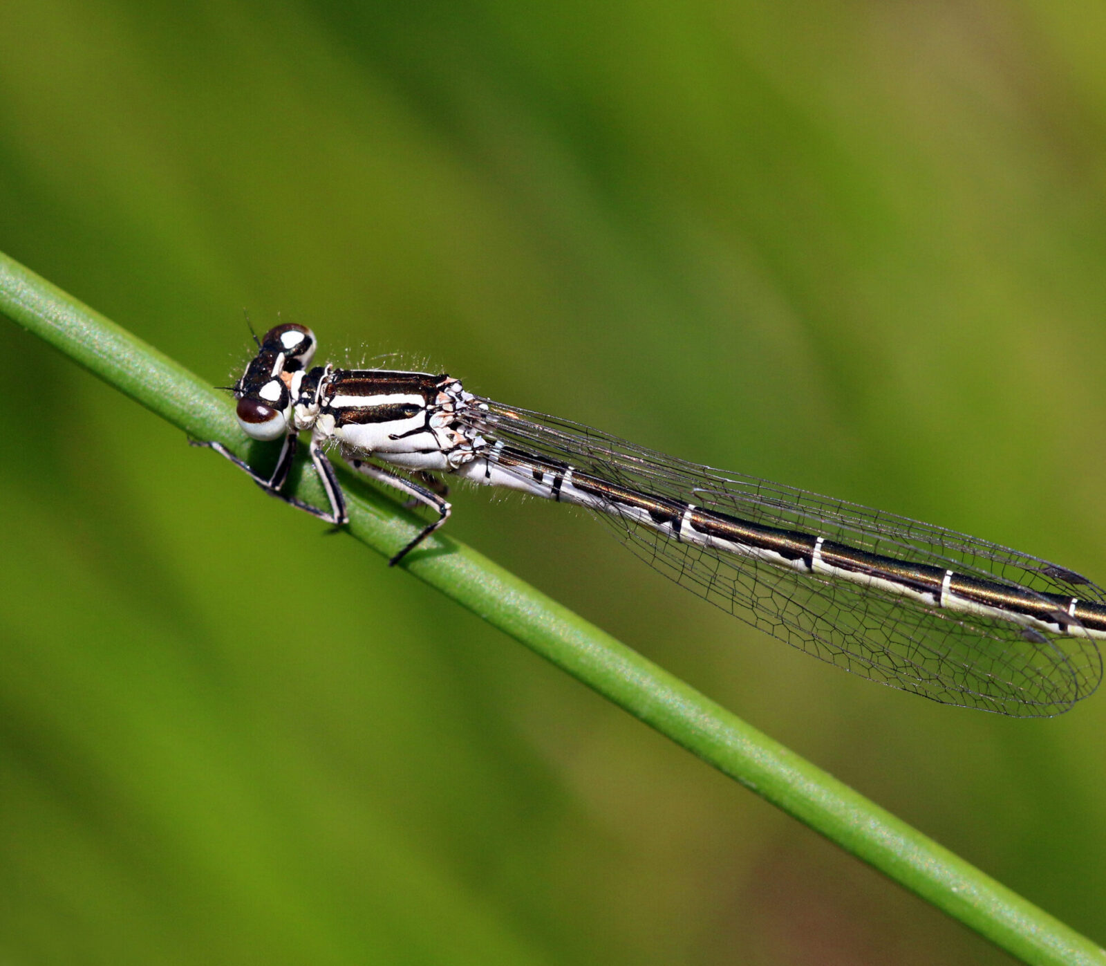 Female Southern Damselfly (Coenagrion mercuriale). Credit: Charles J. Sharp (CC BY-SA 4.0).
