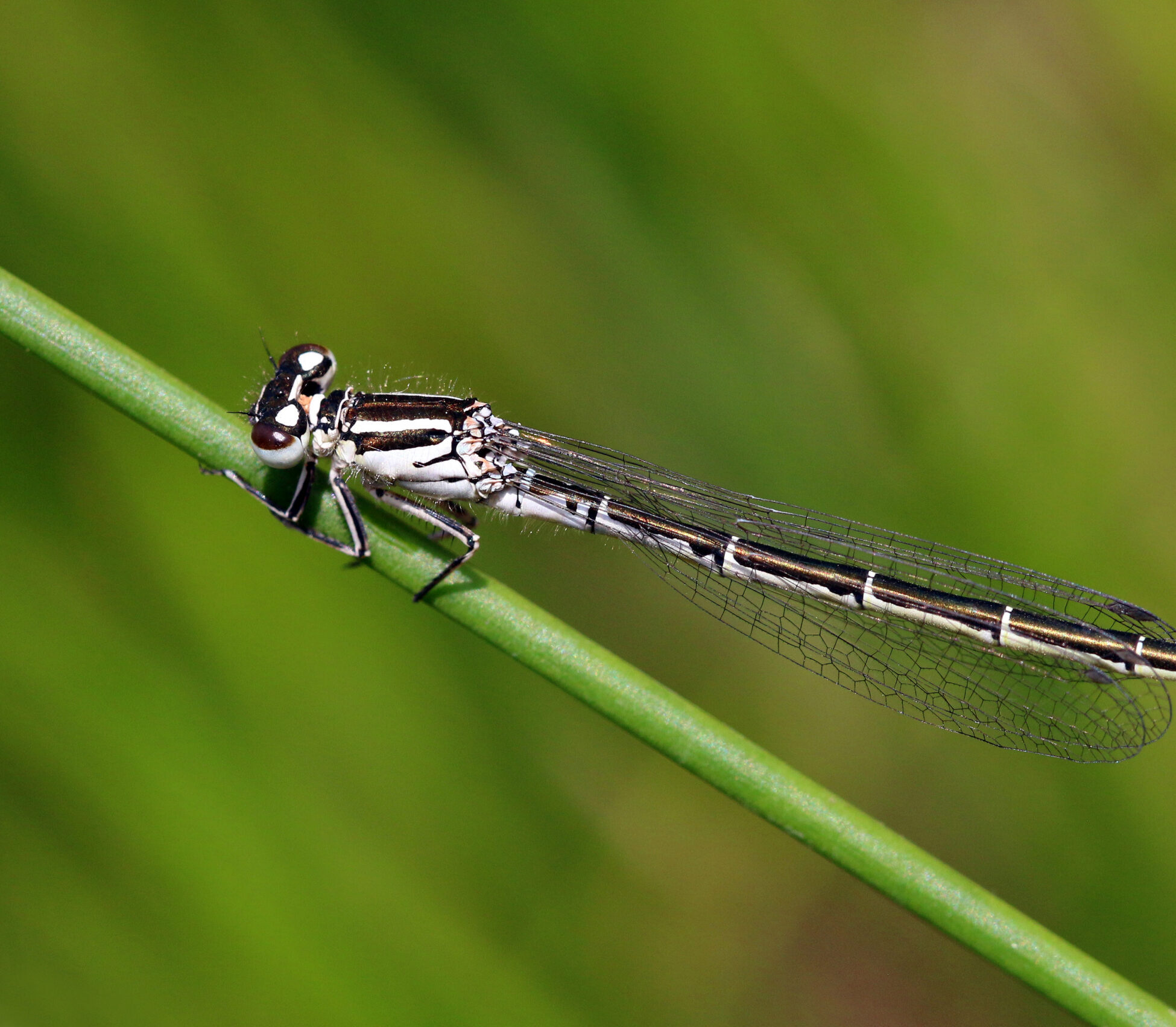 Female Southern Damselfly (Coenagrion mercuriale). Credit: Charles J. Sharp (CC BY-SA 4.0).