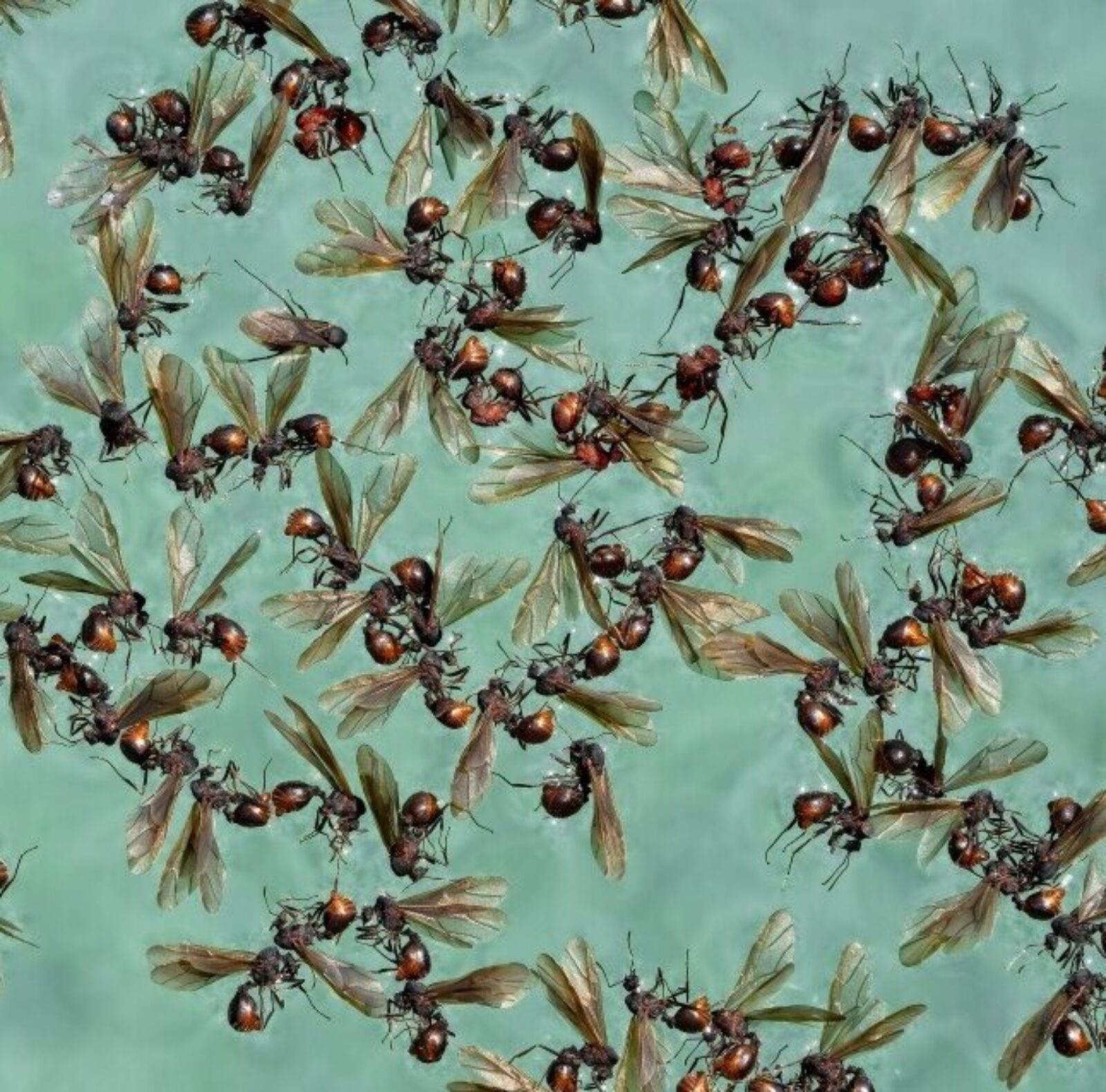 'Swarm of Alate (winged) ants in a pool' image by Rosemary Haleem - IW 2023 Highly Commended - Behaviour