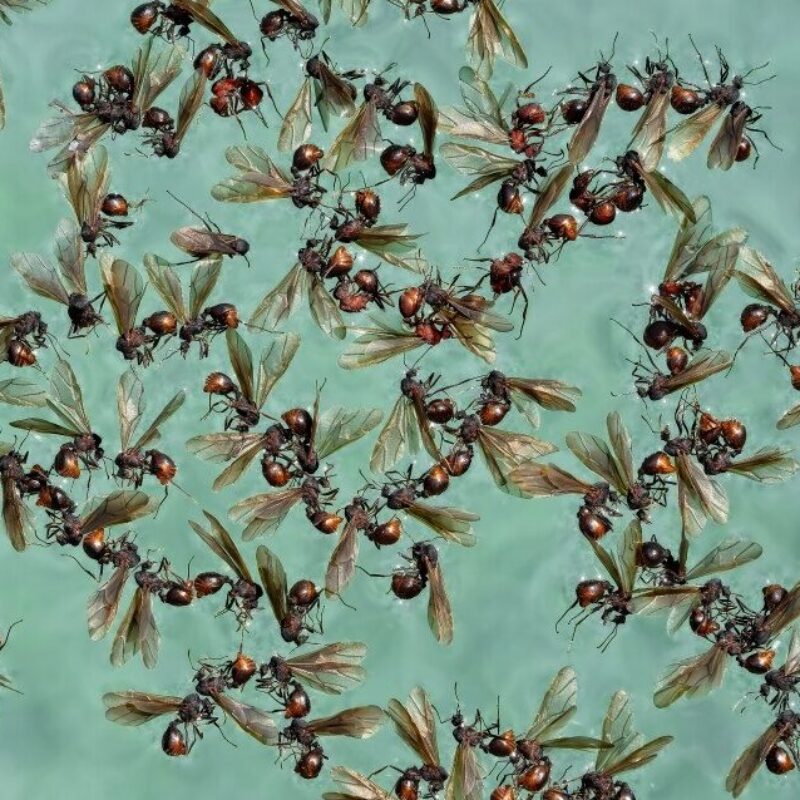 News headline thumbnail for RES launches new journal: Approaches in Entomology