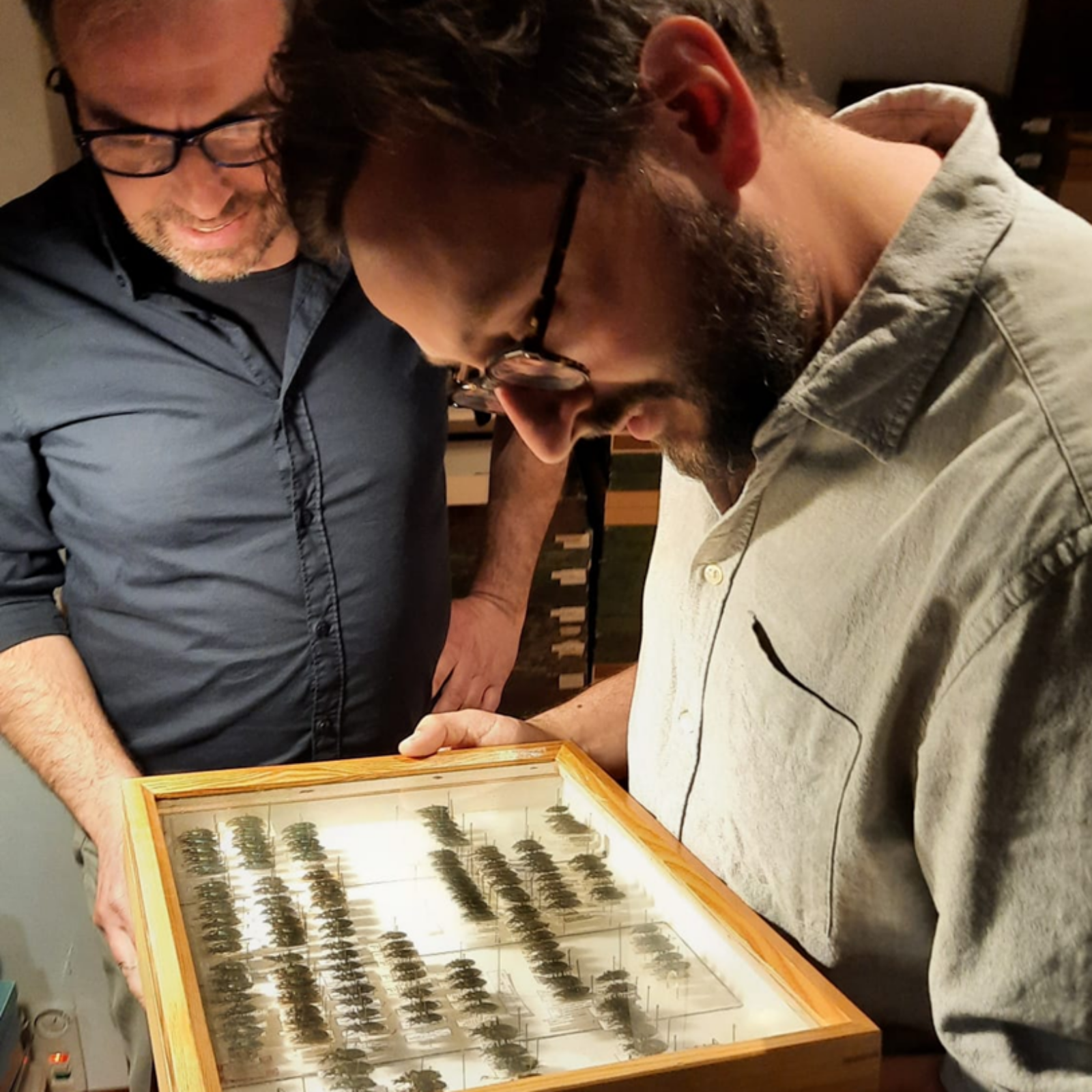 Studying a private insect collection in Italy