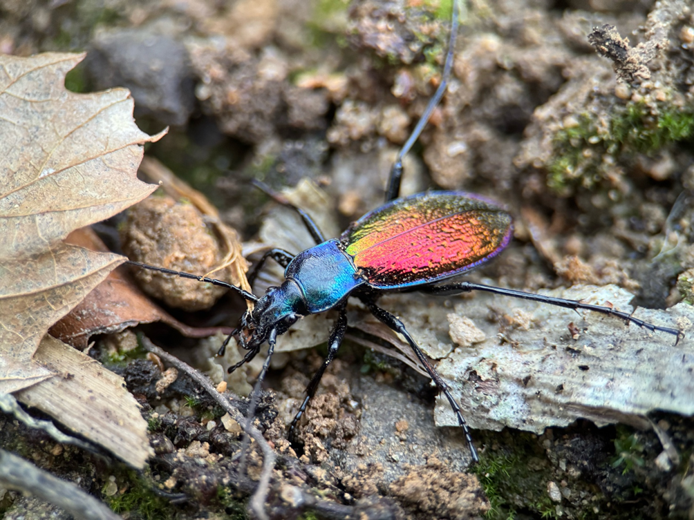 The fantastic Carabus hispanus, here from Saint-Victor-sur-Loire, France (Photo: Emmanuel Toussaint)
