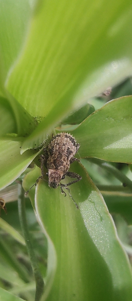 Weevil: Photo Credit: Lucía Fernandez Goya