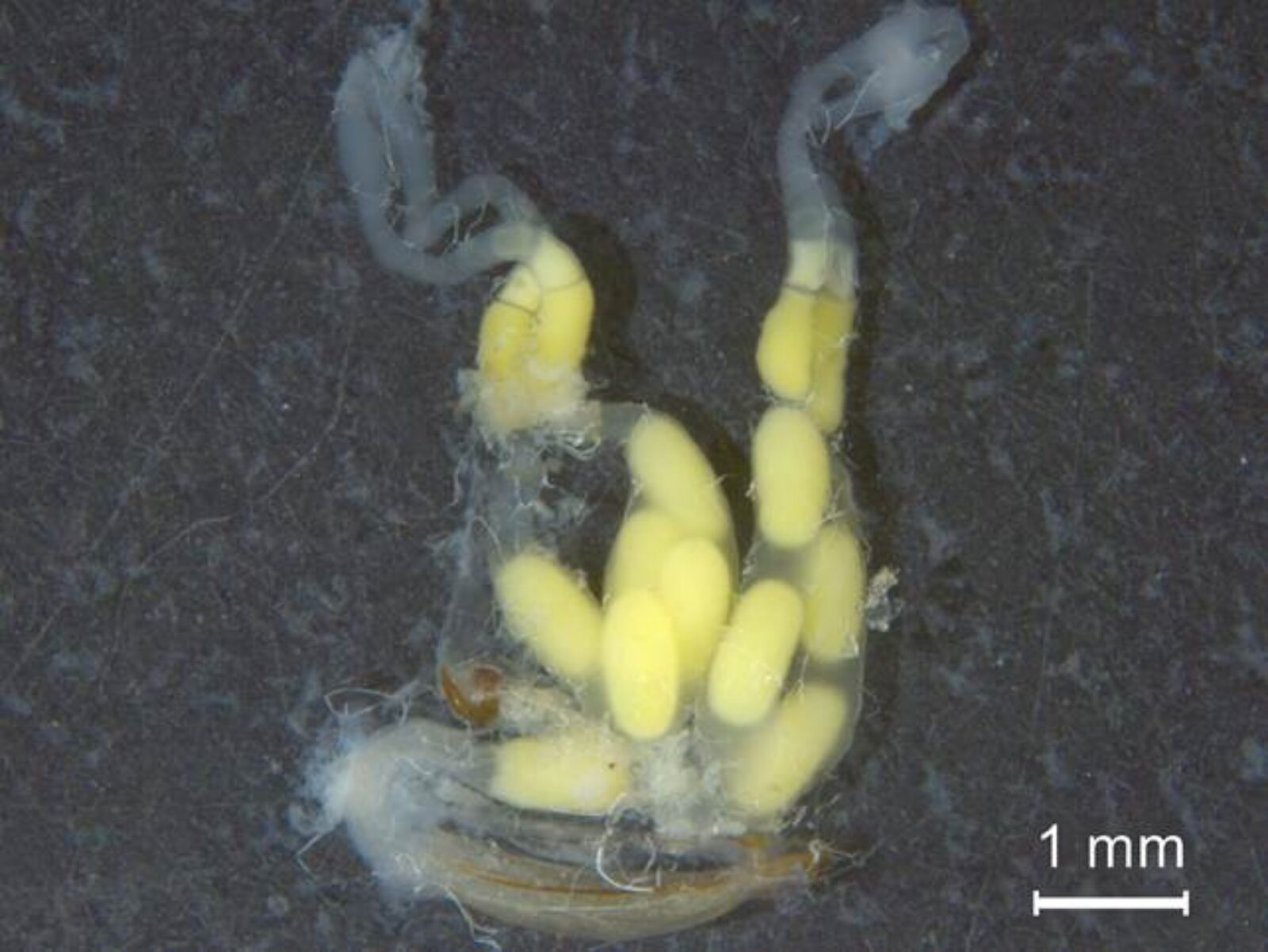 Eggs: Photo Credit: Lucía Fernandez Goya