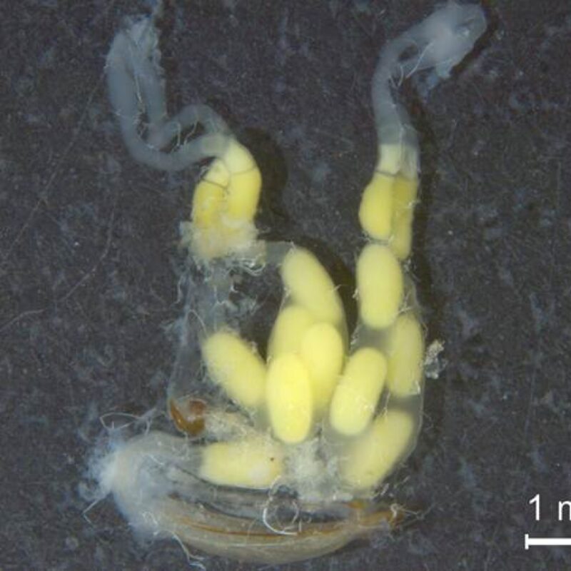 News headline thumbnail for The role of Wolbachia in parthenogenetic weevils – Journal Highlight