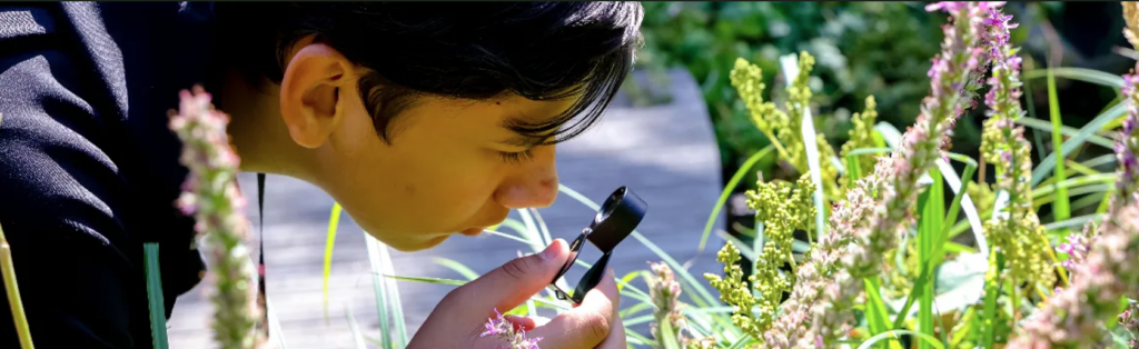 Child inspecting a plant