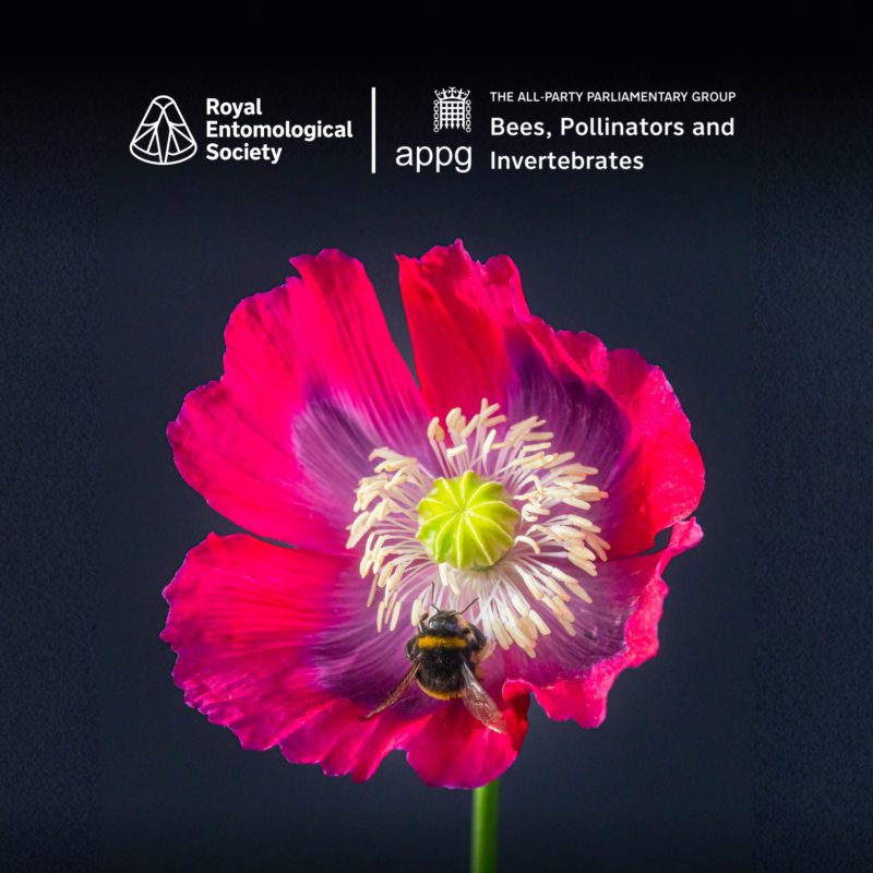 News headline thumbnail for Bees, Pollinators and Invertebrates APPG Inquiry 2026