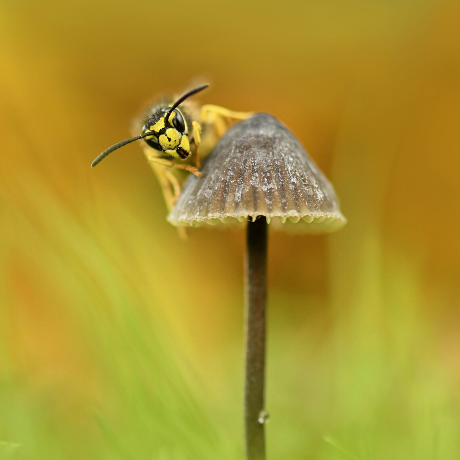 Wasp on mushroom Credit Beverley Brouwer