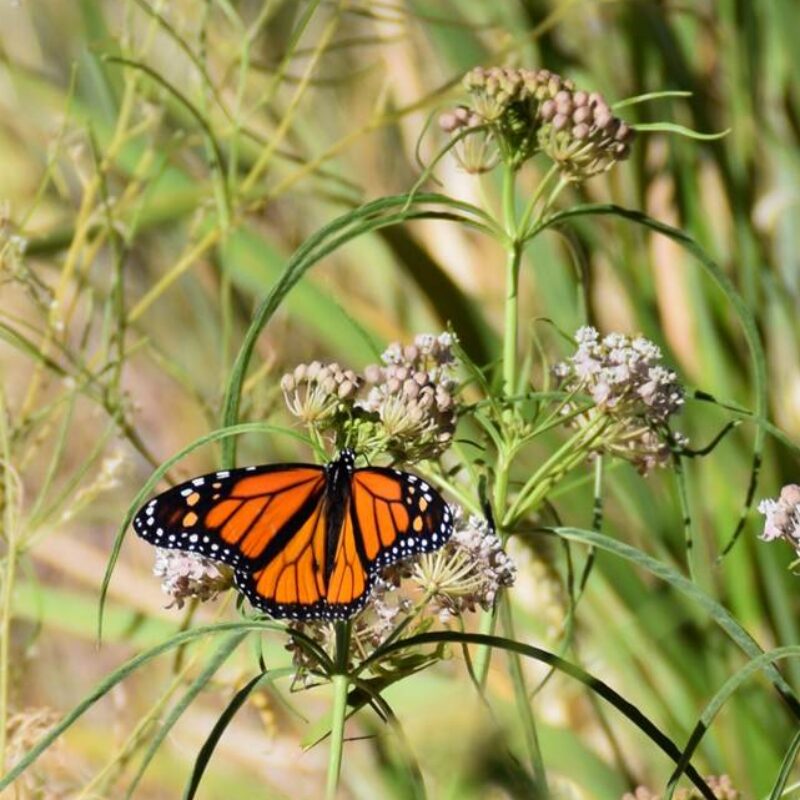 News headline thumbnail for A Risky Diet: How Predators and Milkweed Traits Interact to Shape Monarch Butterflies – Journal Highlight