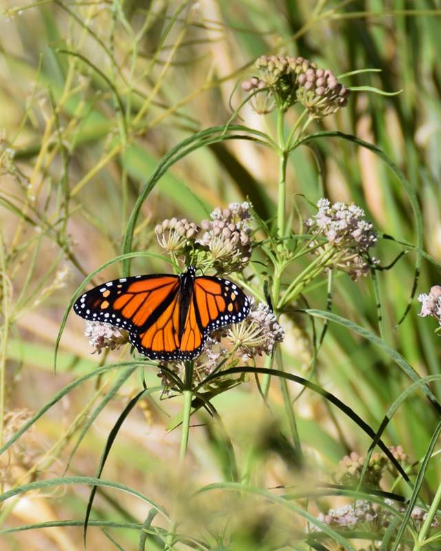 Adult male monarch butterfly with narrowleaf milkweed. Photo Credit: Aramee Diethelm