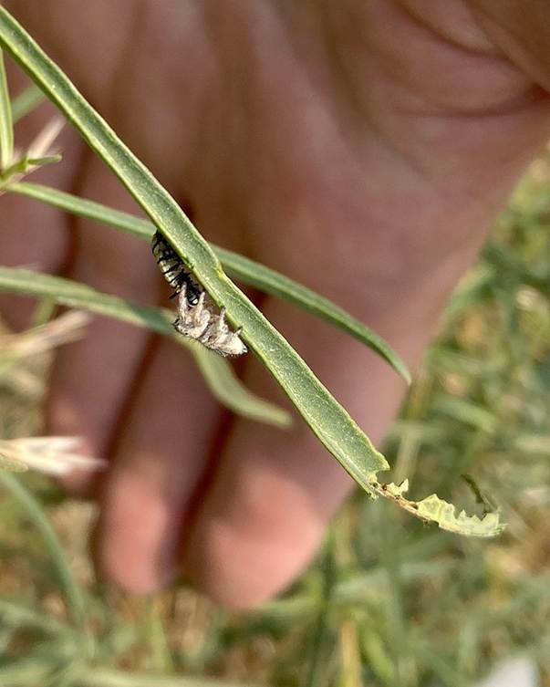 Jumping spider with monarch larvae. Photo Credit: Aramee Diethelm