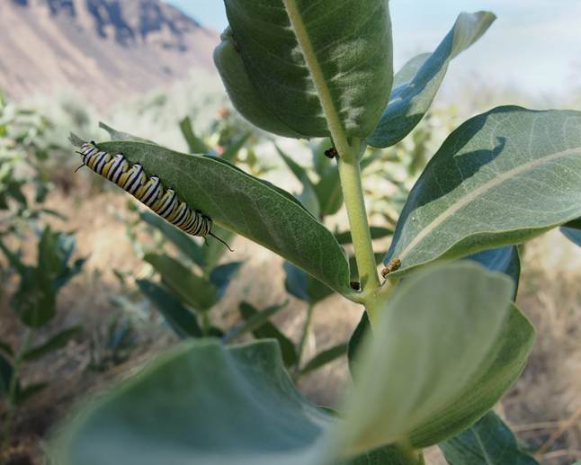 Monarch larvae with showy milkweed. Photo Credit: Aramee Diethelm