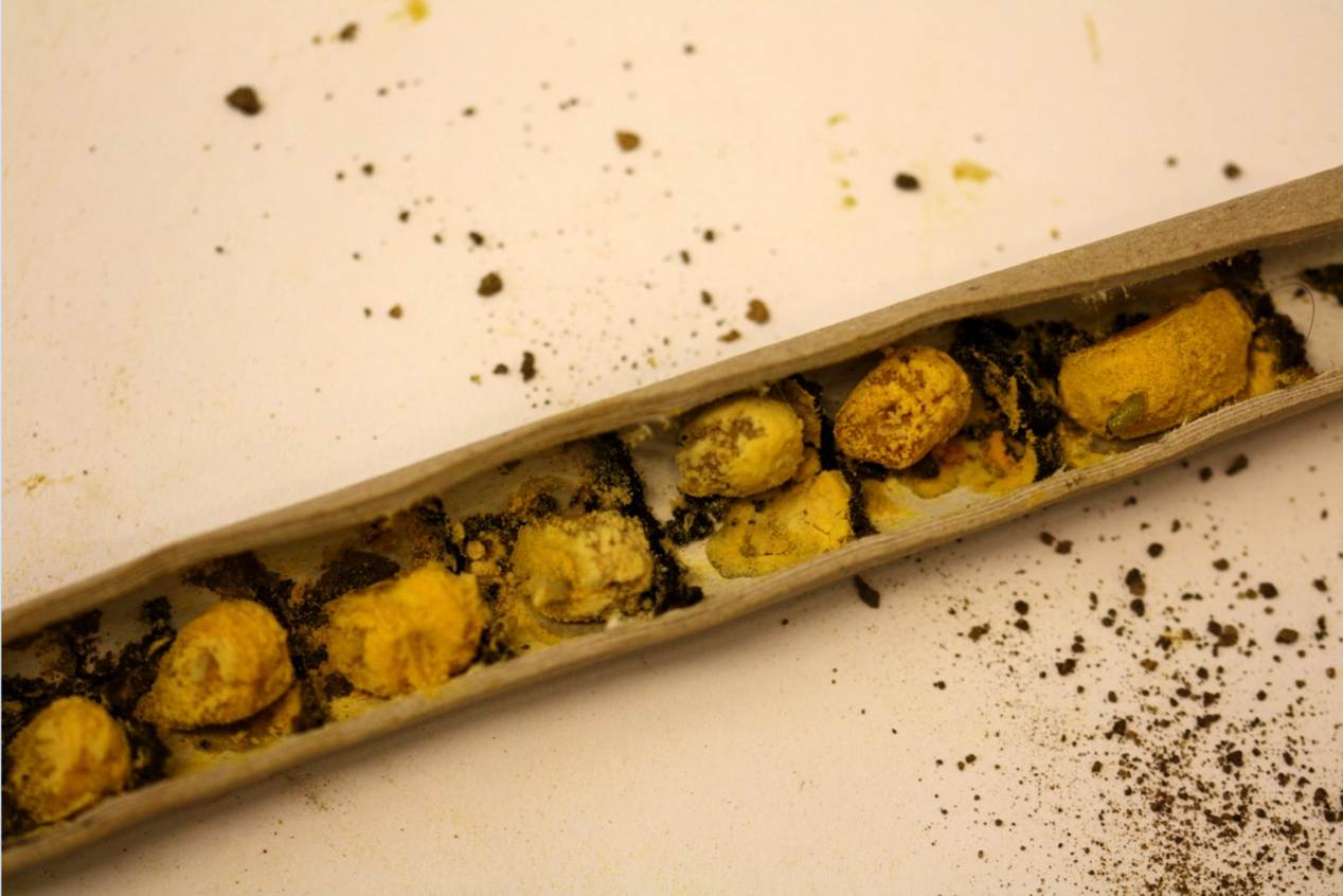 Pollen provisions of mason bees (PoshBee_Osmia_Pollen)