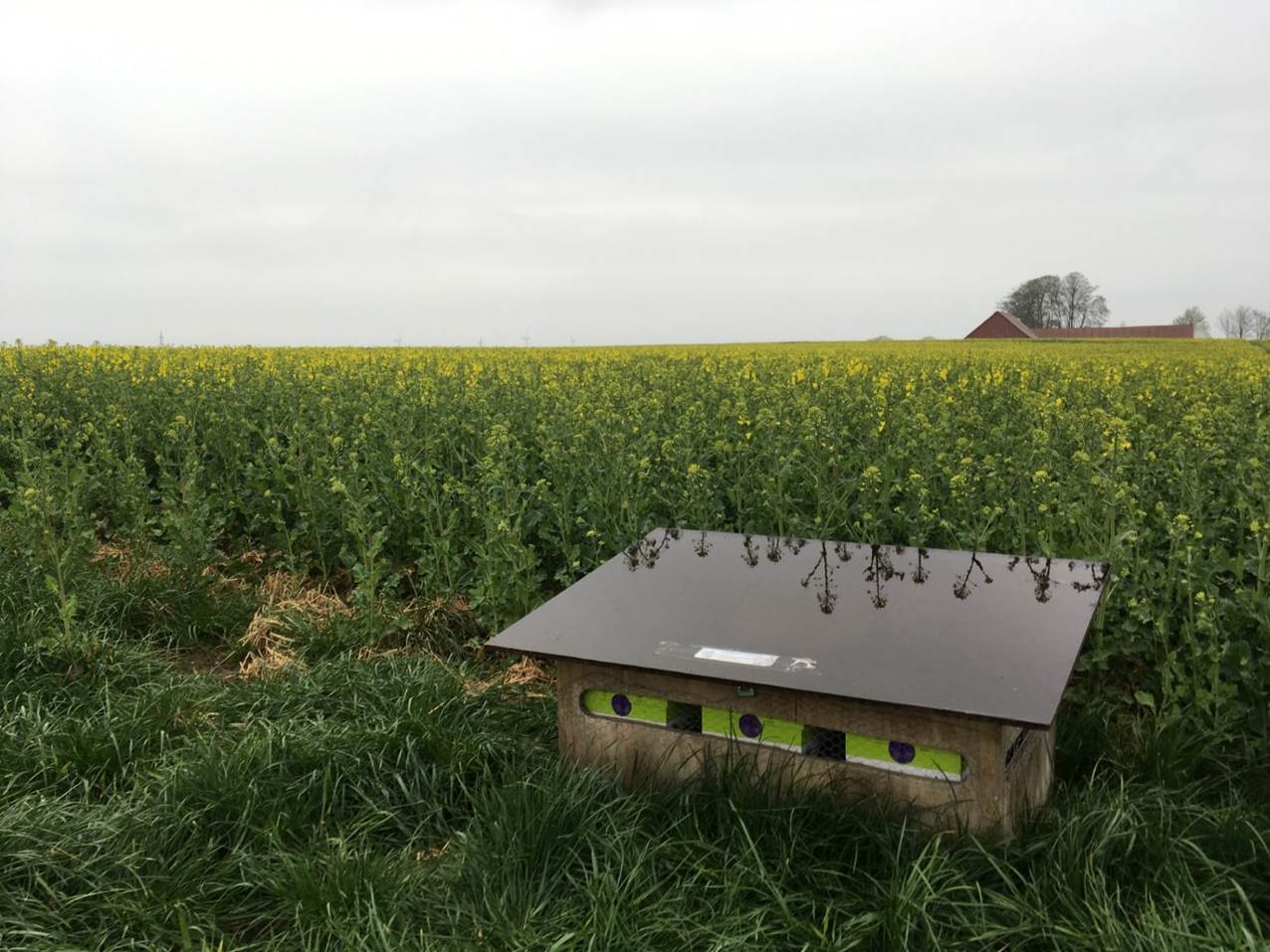 Bumblebee colonies next to a rapeseed field (PoshBee_Bumblebee_Colony)