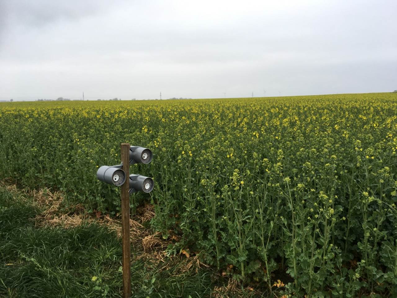 Mason bee trap nests next to a rapeseed field (PoshBee_Osmia_Nest)