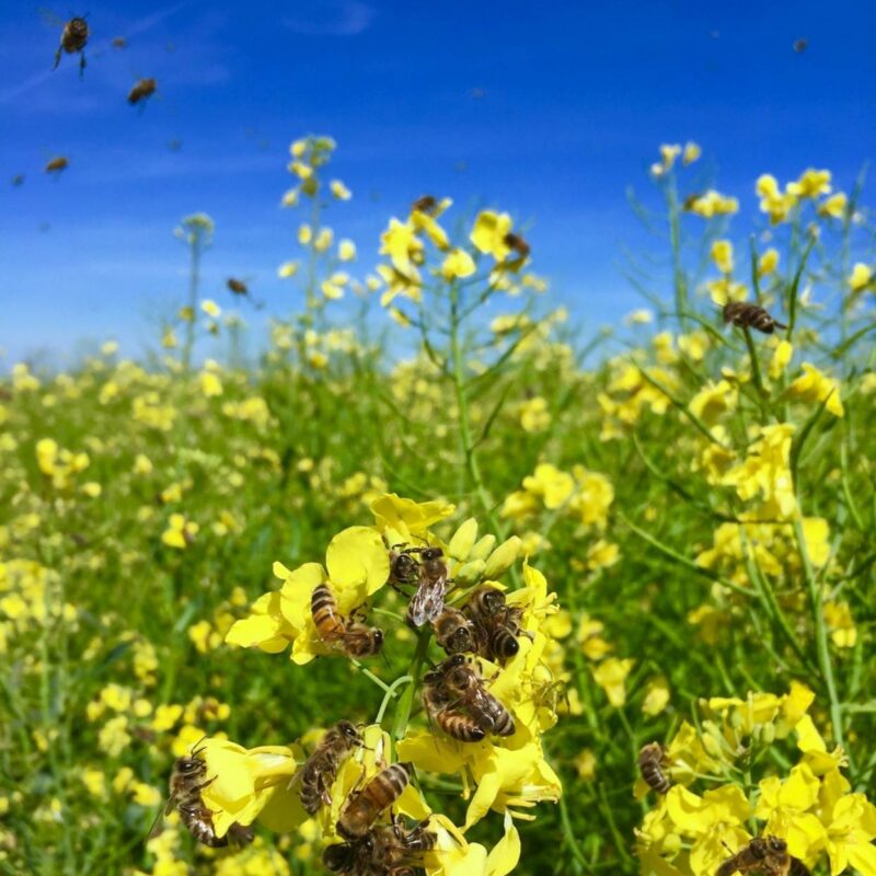 News headline thumbnail for Effects of Pesticides on managed bees across European agro-ecosystems – Journal Highlight