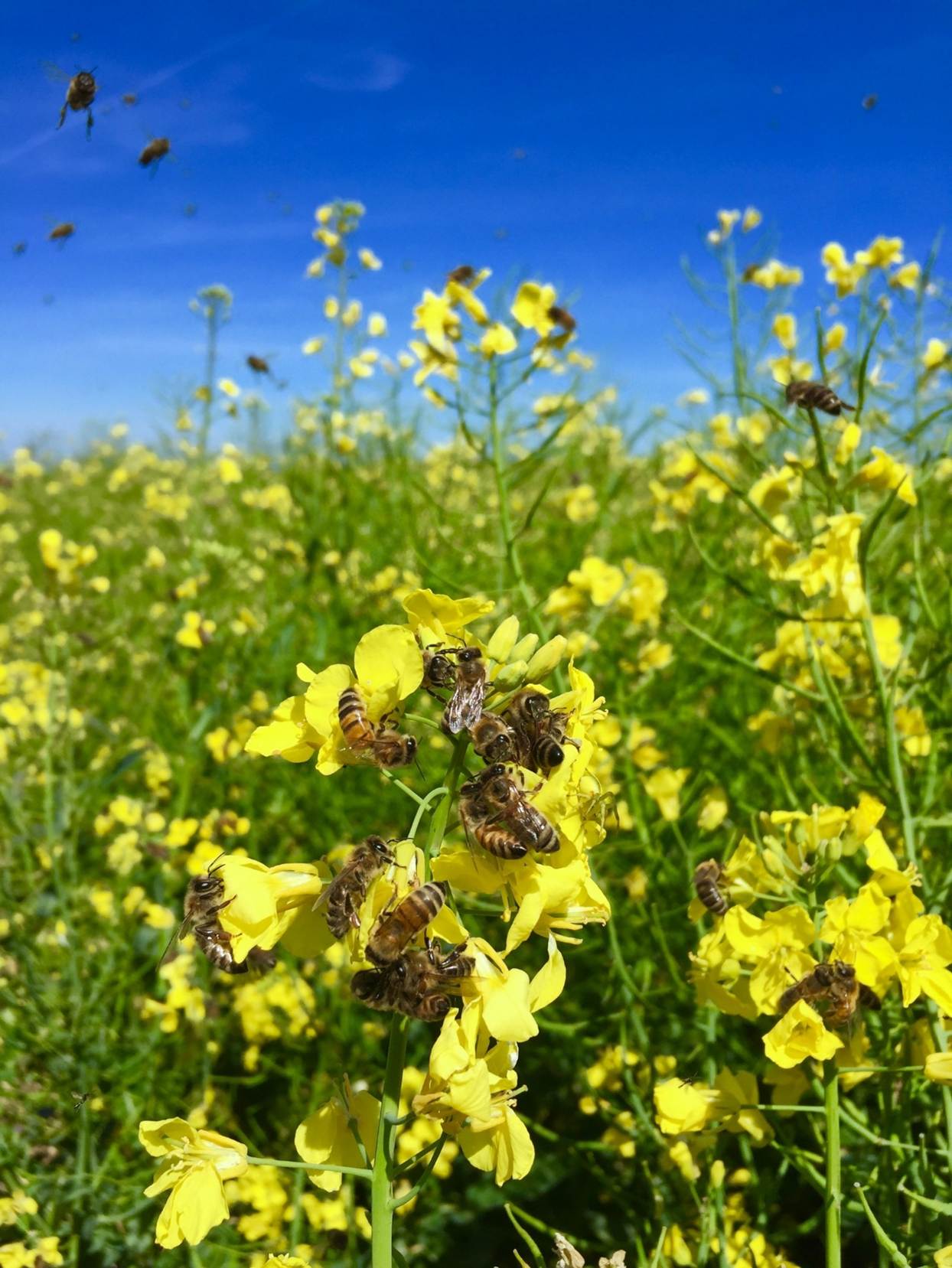 Honeybees on rapeseed (PoshBee_Honeybees)