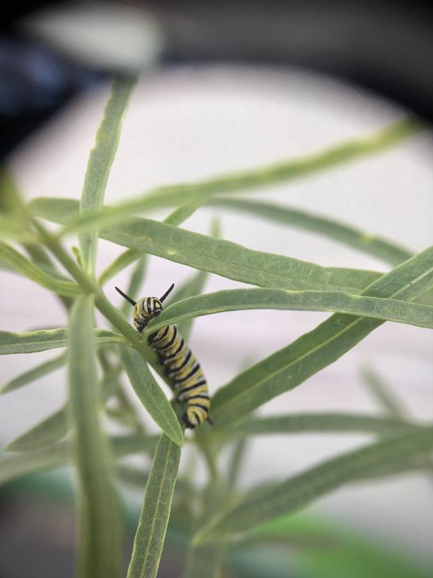Monarch larvae on narrowleaf milkweed. Photo Credit: Aramee Diethelm