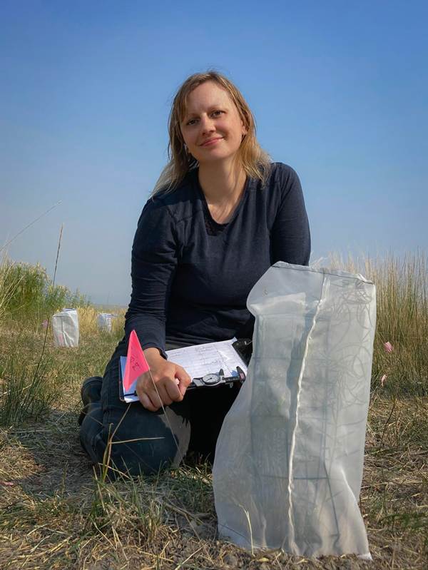 Aramee Diethelm working with the caging setup from the study (in a different field site)