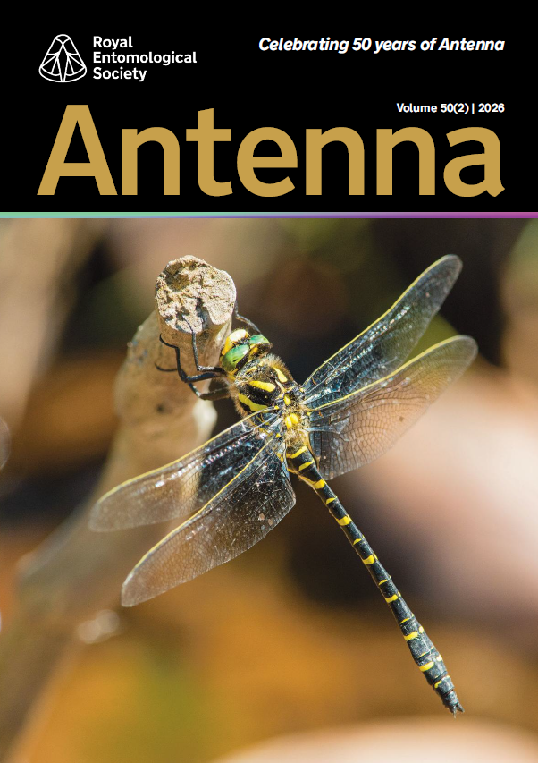 Antenna Volume 50 (2) 2026 Cover - Golden-ringed Dragonfly (Cordulegaster boltonii)