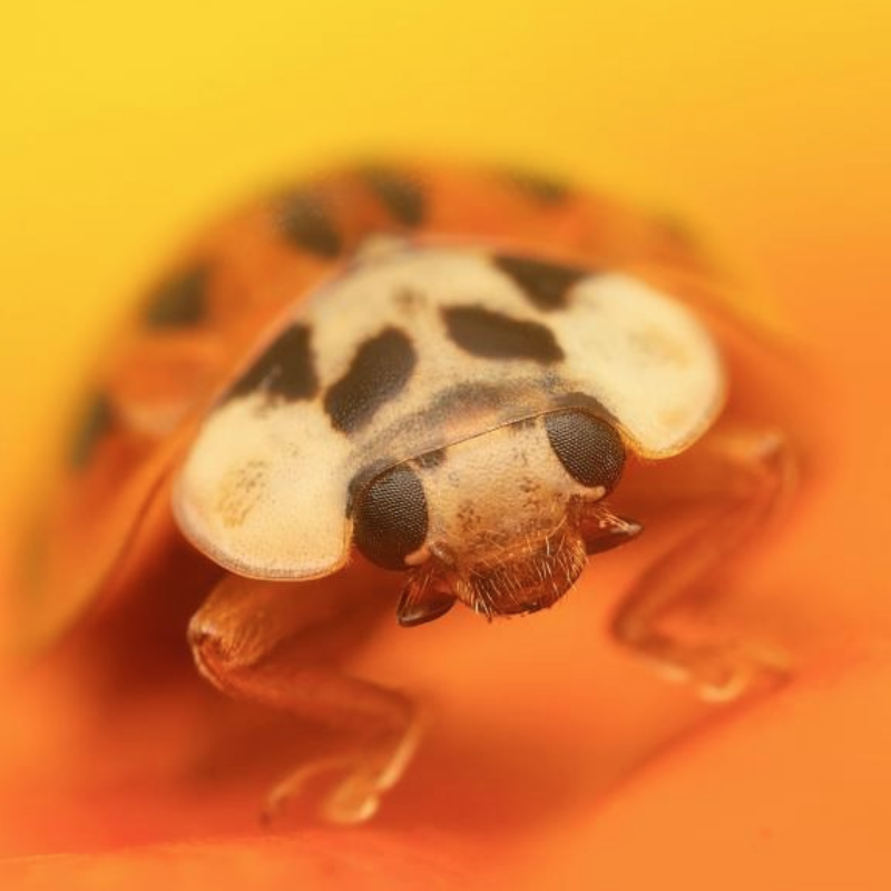 News headline thumbnail for Inquiry Launched to Secure the Future of UK Pollinators Against Threat of Invasive Species