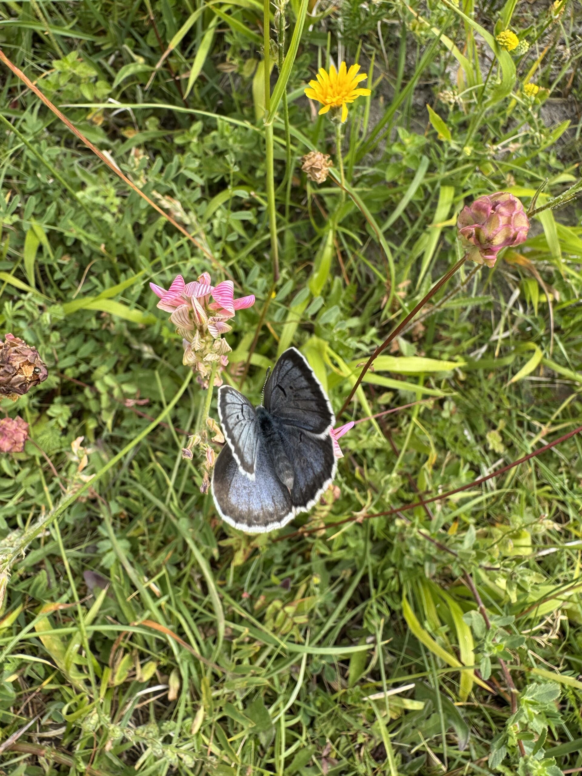 Large blue butterfly spotted with wings splayed at the Denmark Large Blue site - Insect Week 2026