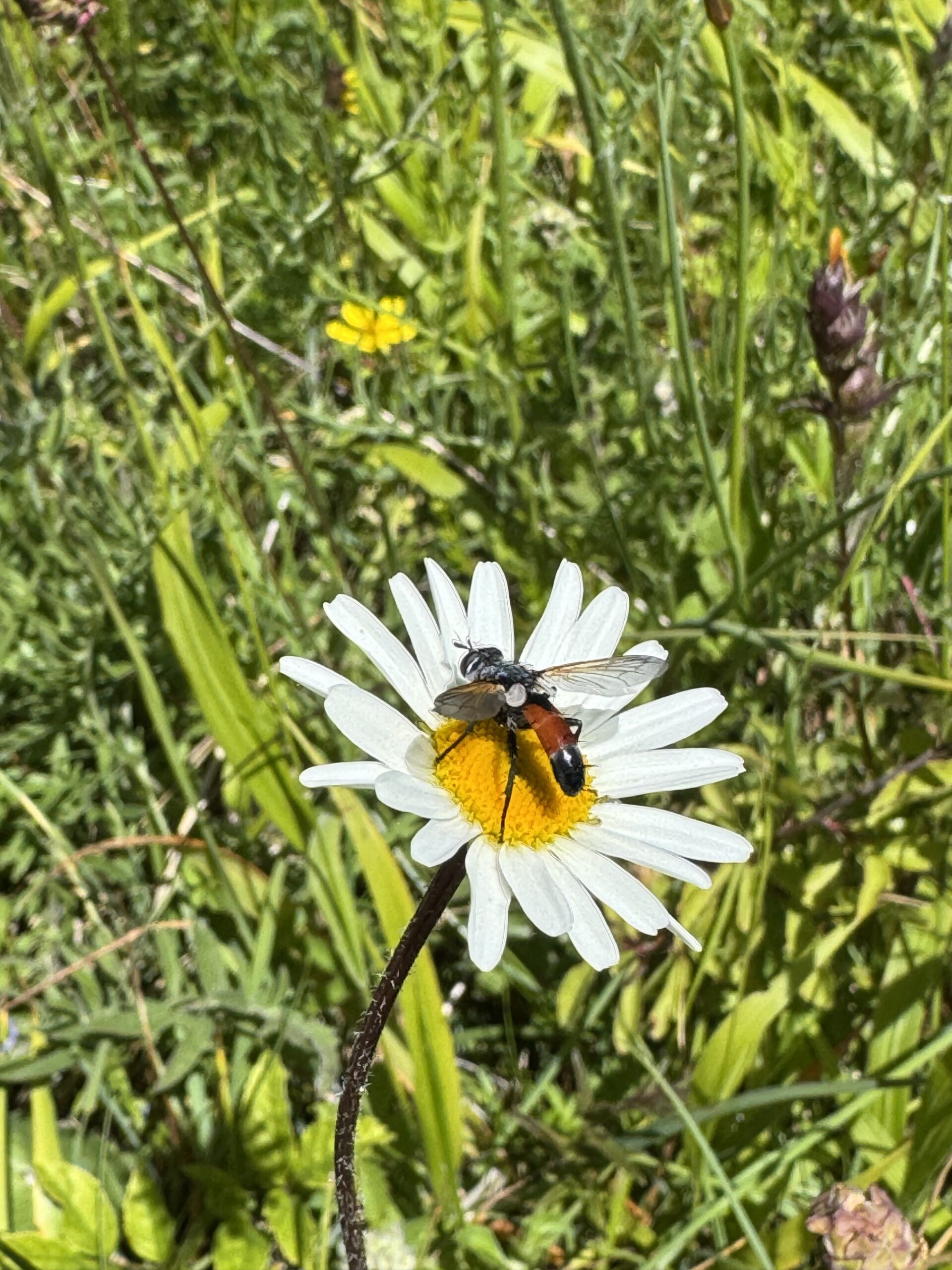 Cylindromyia brassicaria – a fly in the Tachinidae family