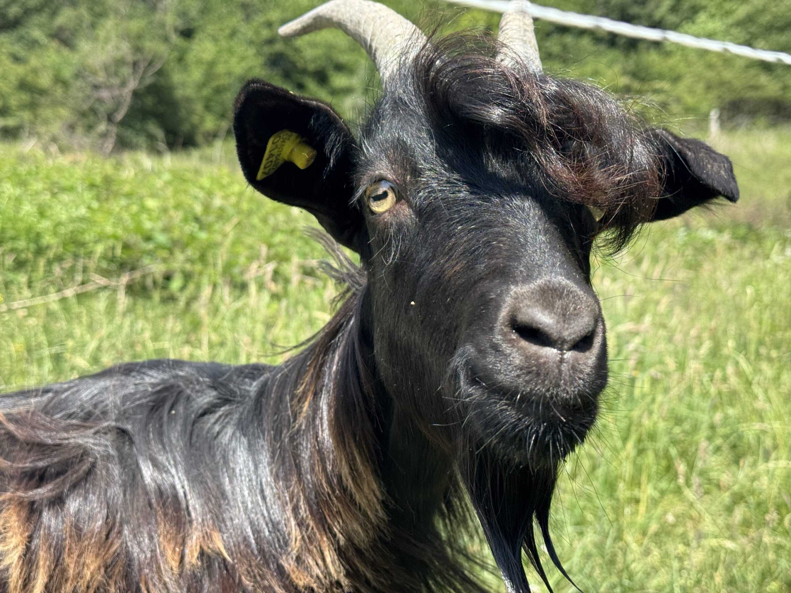 A goat grazing at the Denmark Large Blue site - Insect Week 2026