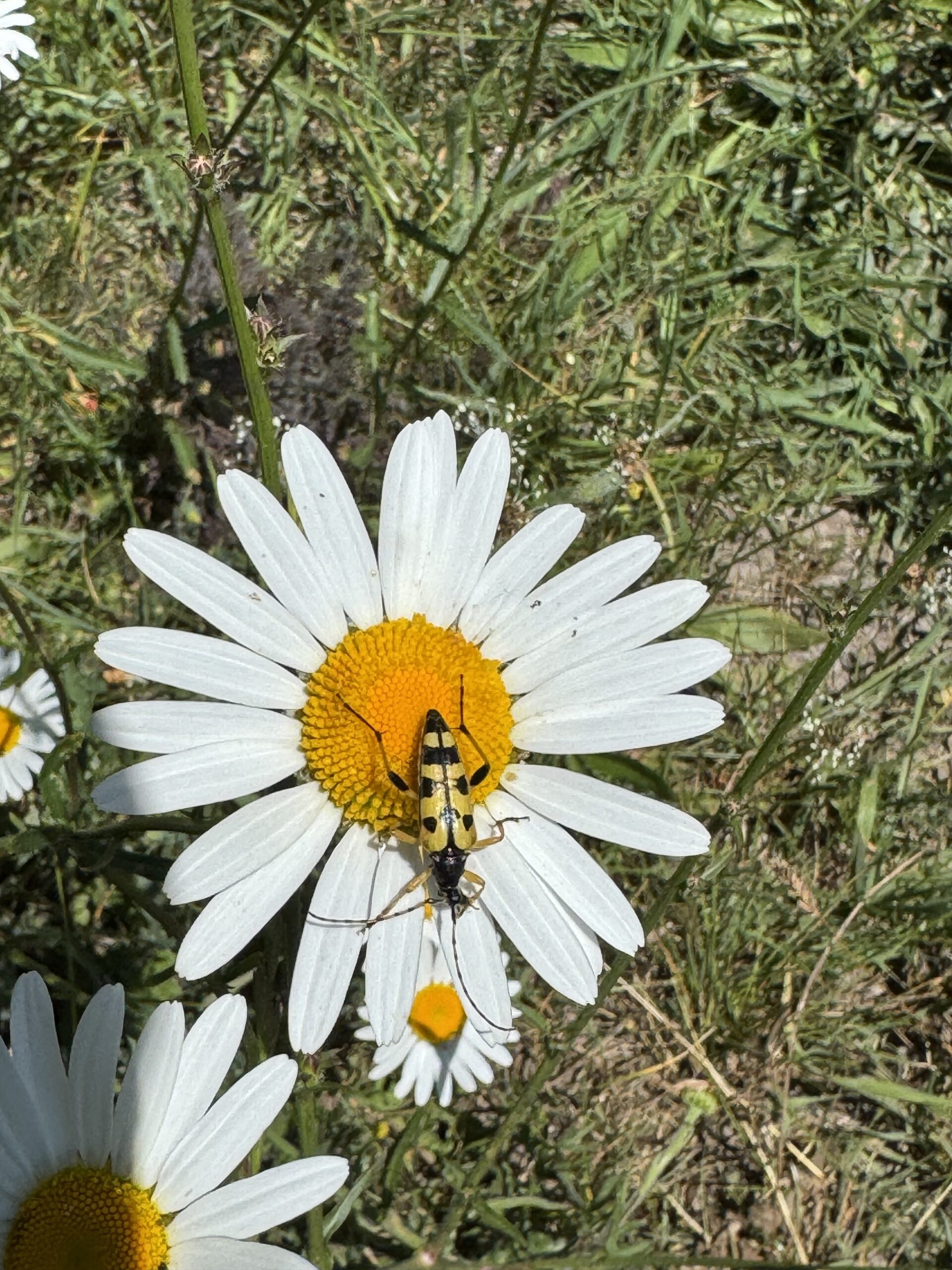 Spotted longhorn beetle – Rutpela maculata