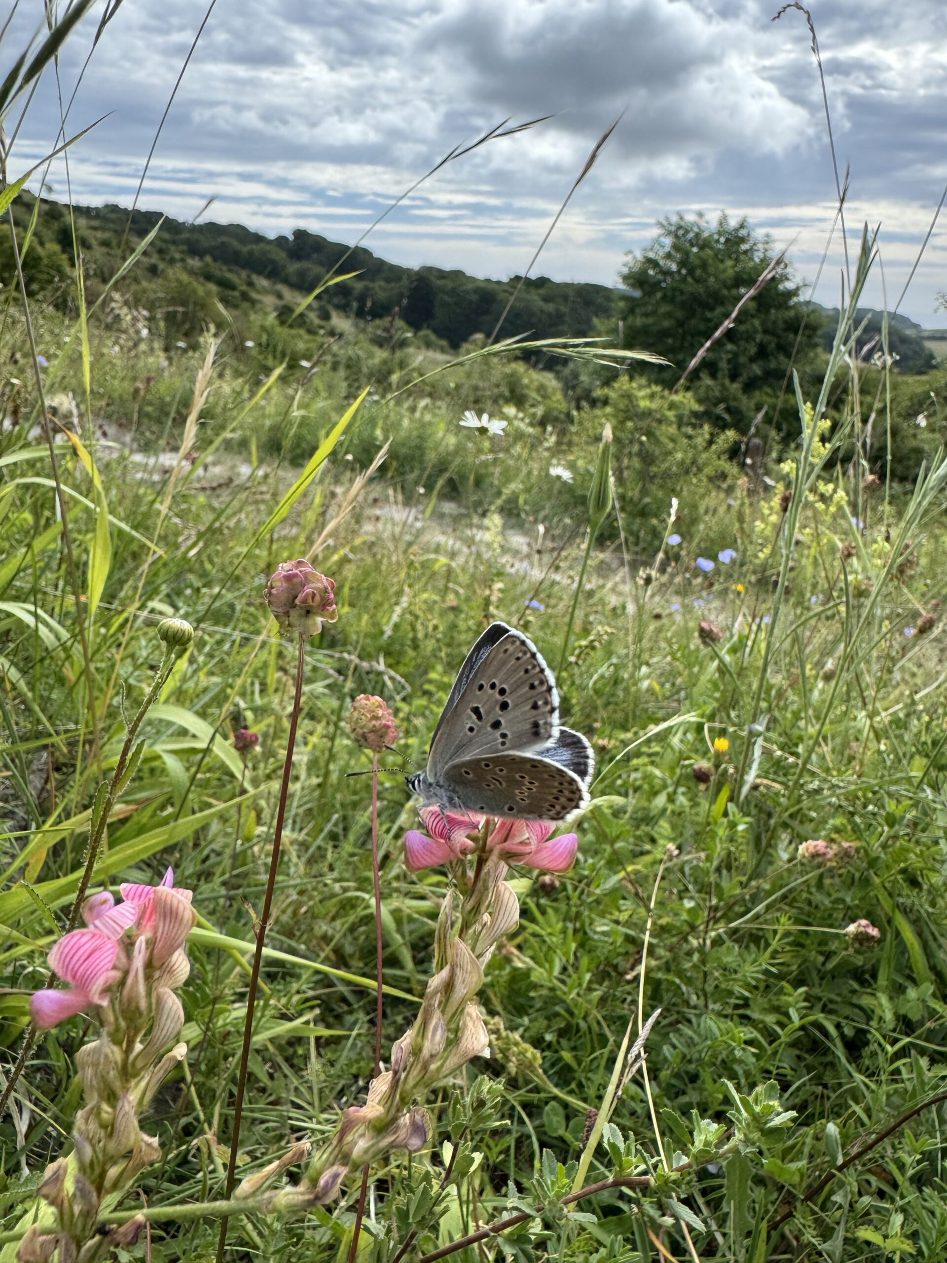 Large blue butterfly spotted at the Denmark Large Blue site - Insect Week 2026