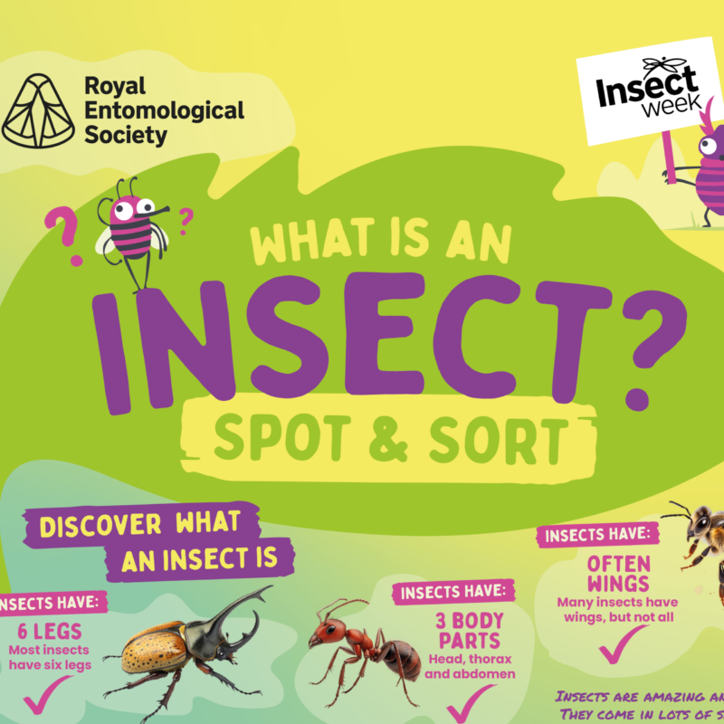 News headline thumbnail for Free Insect Week Education Resources