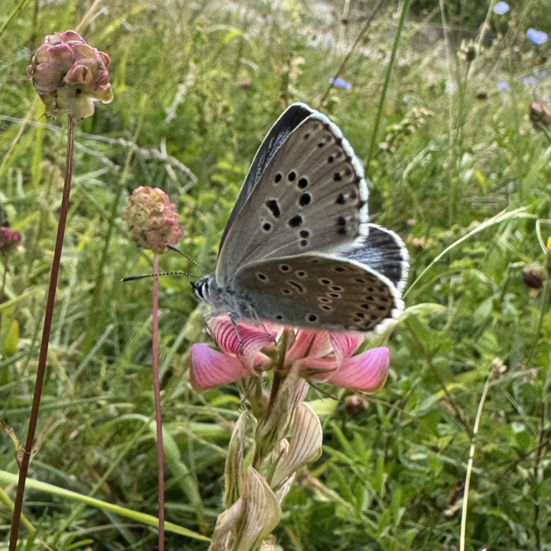 News headline thumbnail for RES Showcases Conservation Success During Denmark Visit for Insect Week 2026