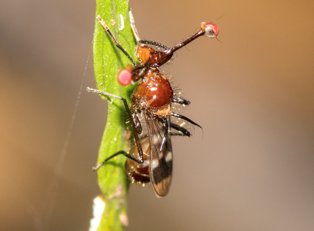 Insect Hour: The strange sexual biology of stalk-eyed flies