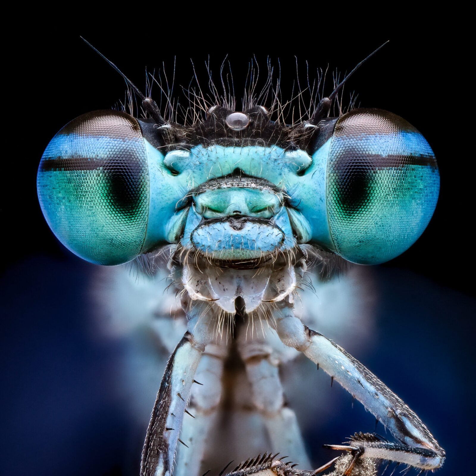 Smiling Damselfly Photo (c) Benjamin Salb