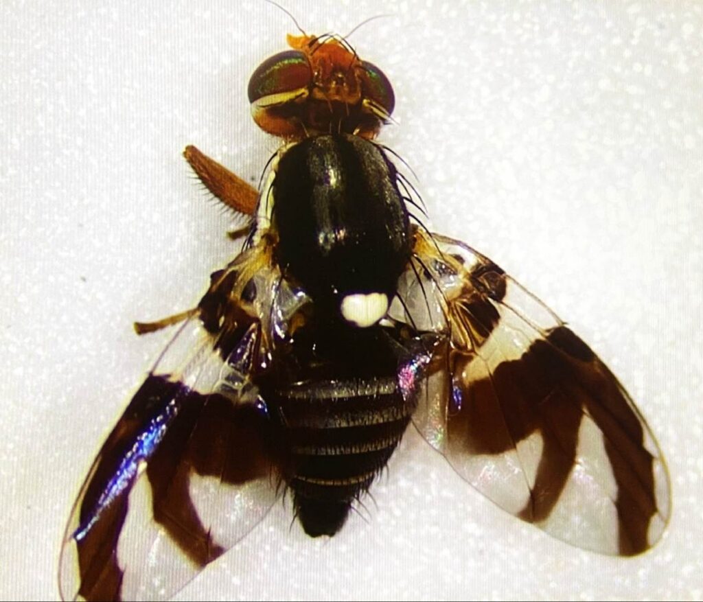 Hawthorn fly female (Rhagoletis pomonella)Credit: Sophia Anner